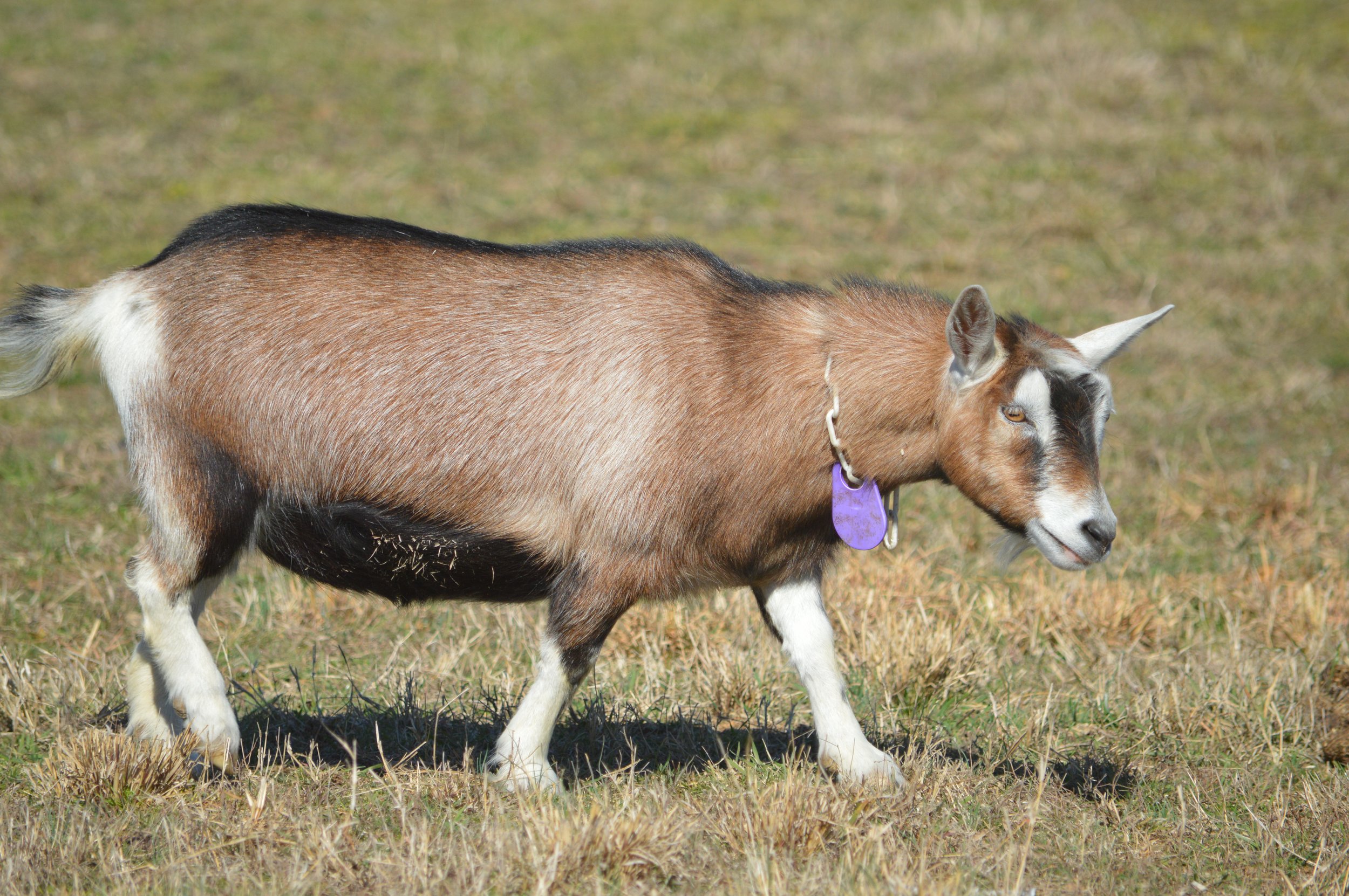 Shrimp pictured dry, photo taken 02/12/2026