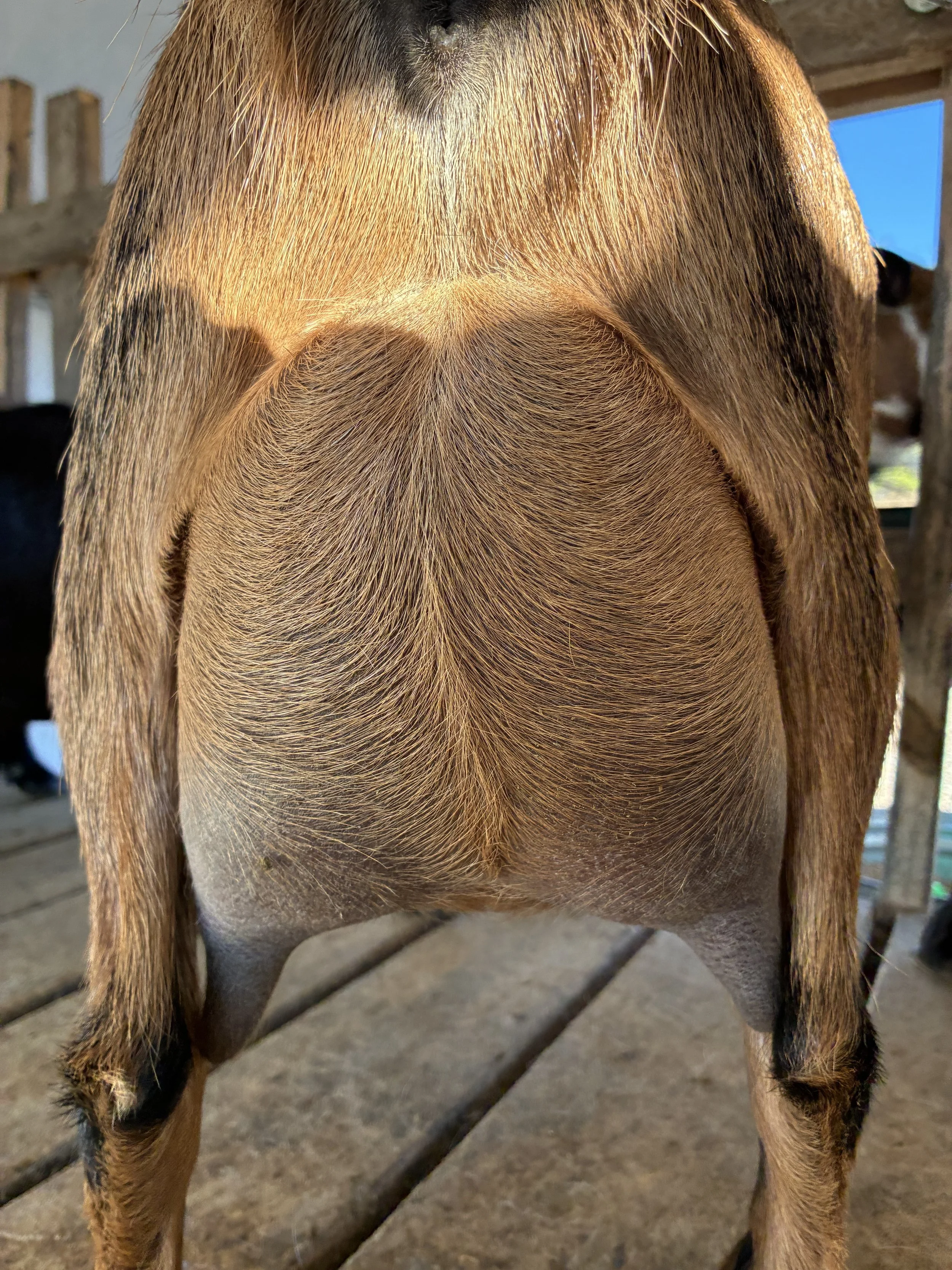 Isla (2F) pictured 10/19/2025 