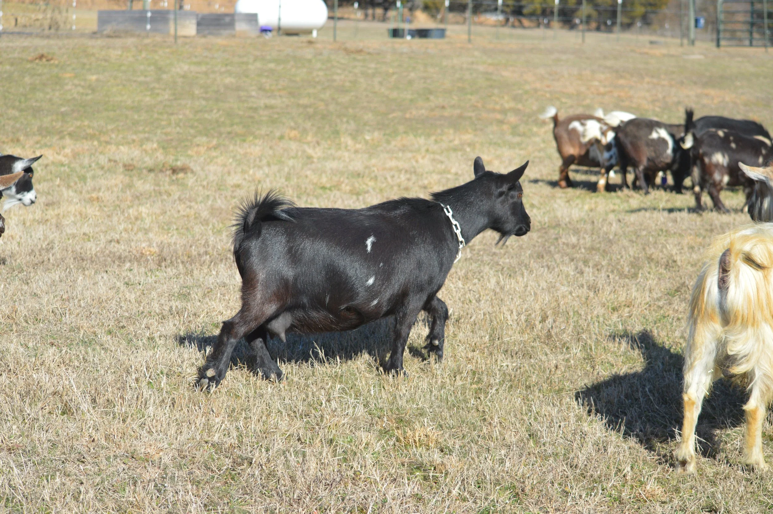 Daytona pictured dry, photo taken 02/12/2026