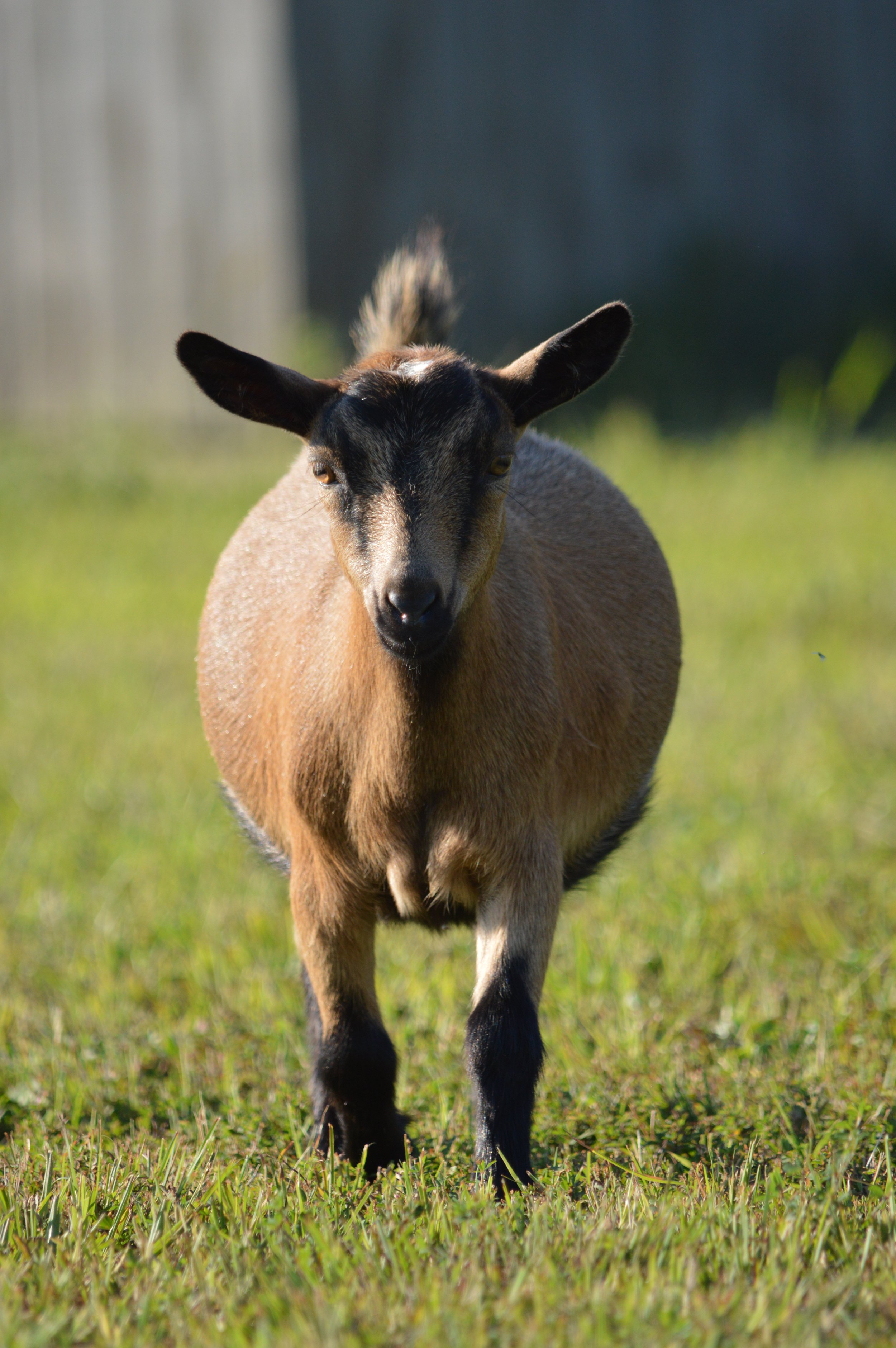Checkers as a junior, photo taken 09/06/2021