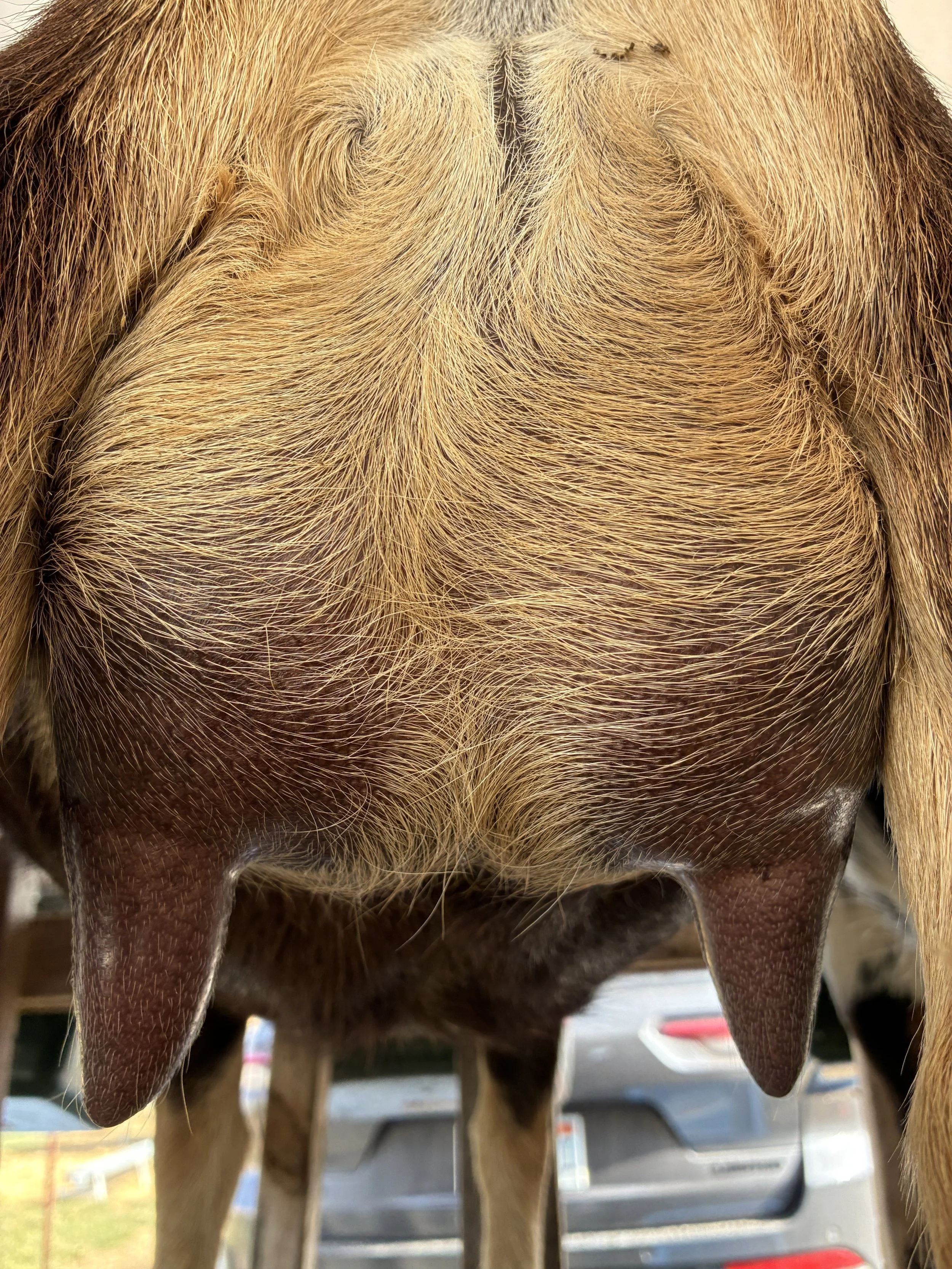 Tippy pictured 8/27/25 at 6 years old