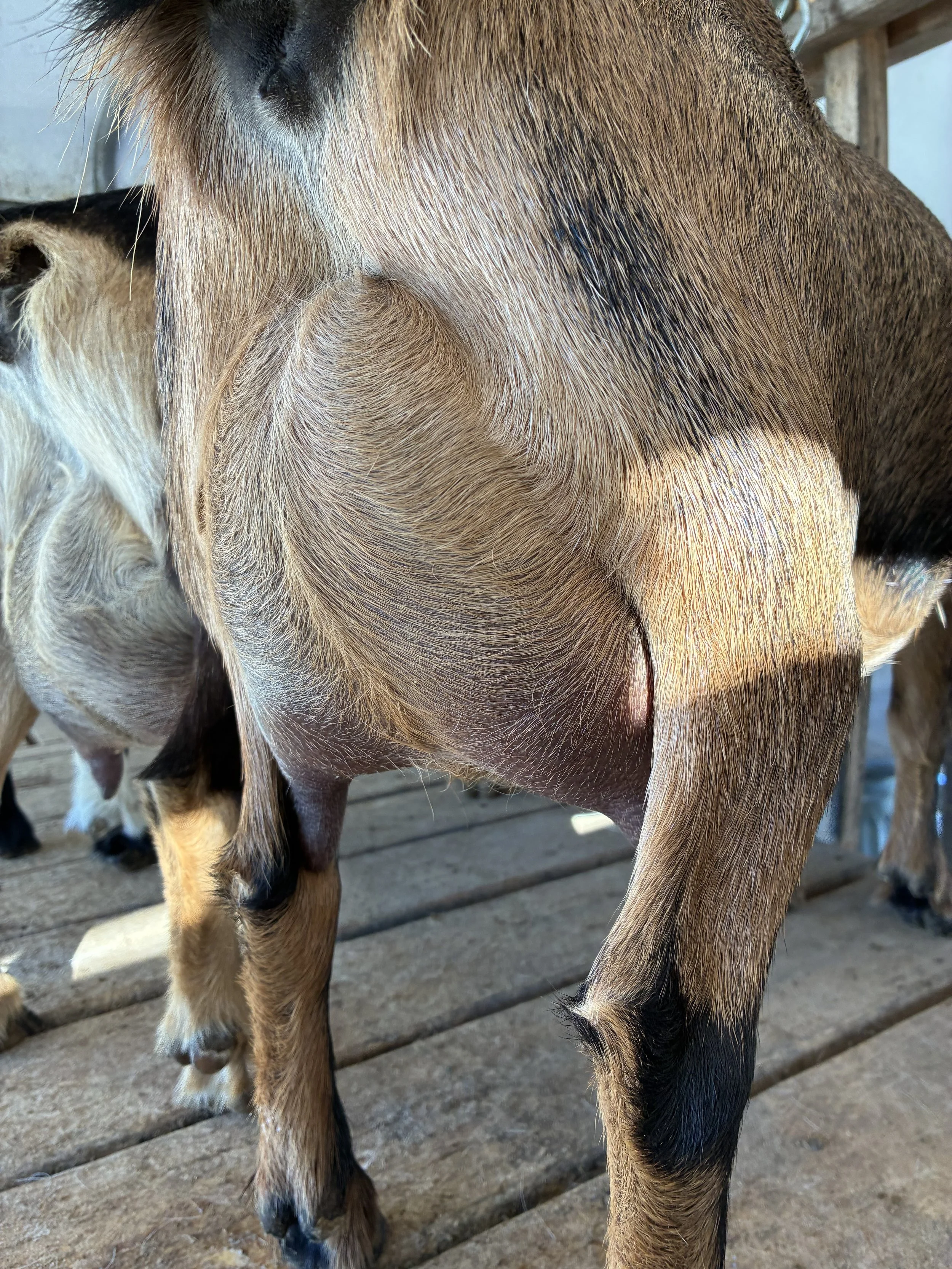 Isla (2F) pictured 10/19/2025 