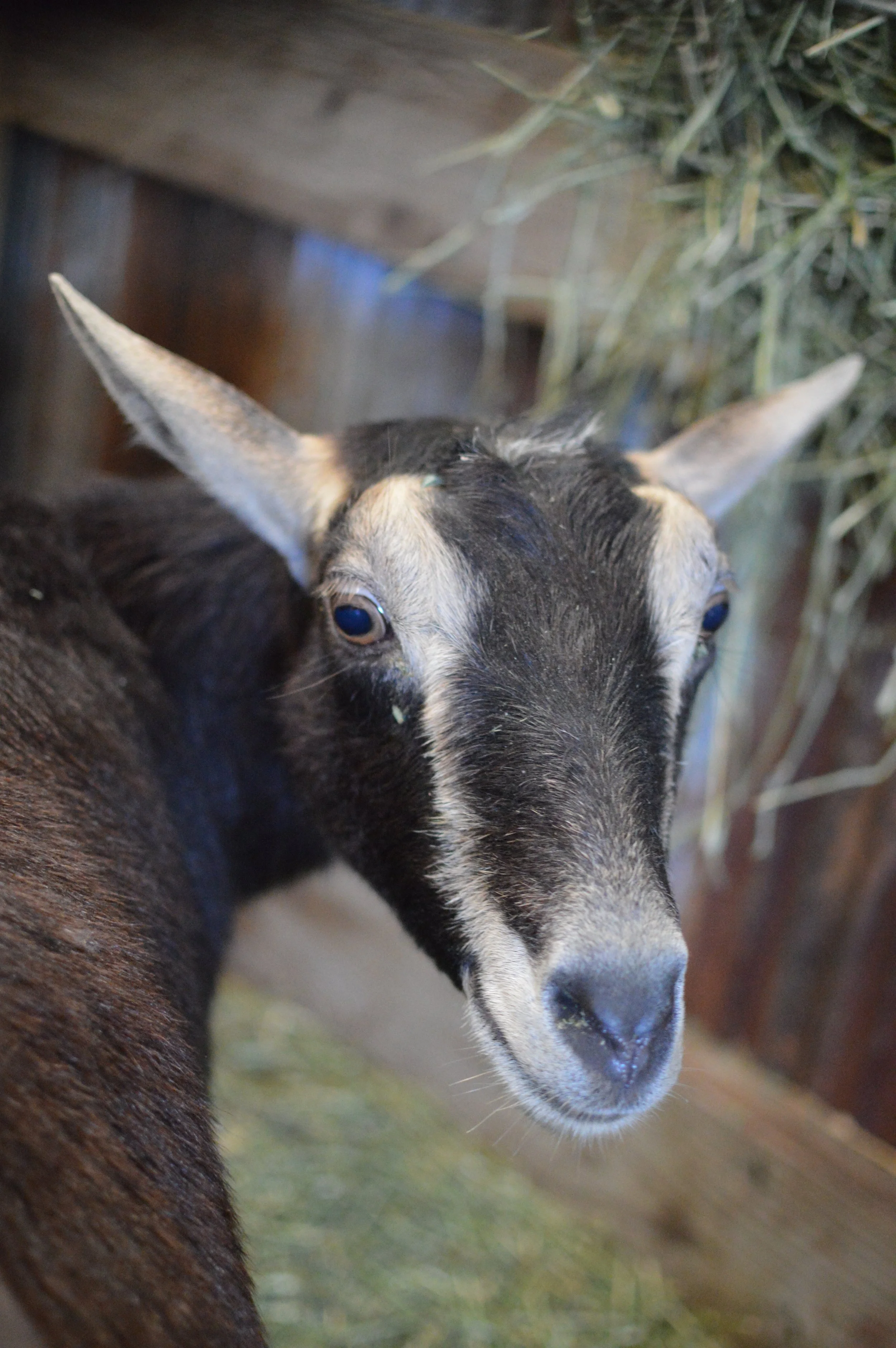 2025 just prior to kidding