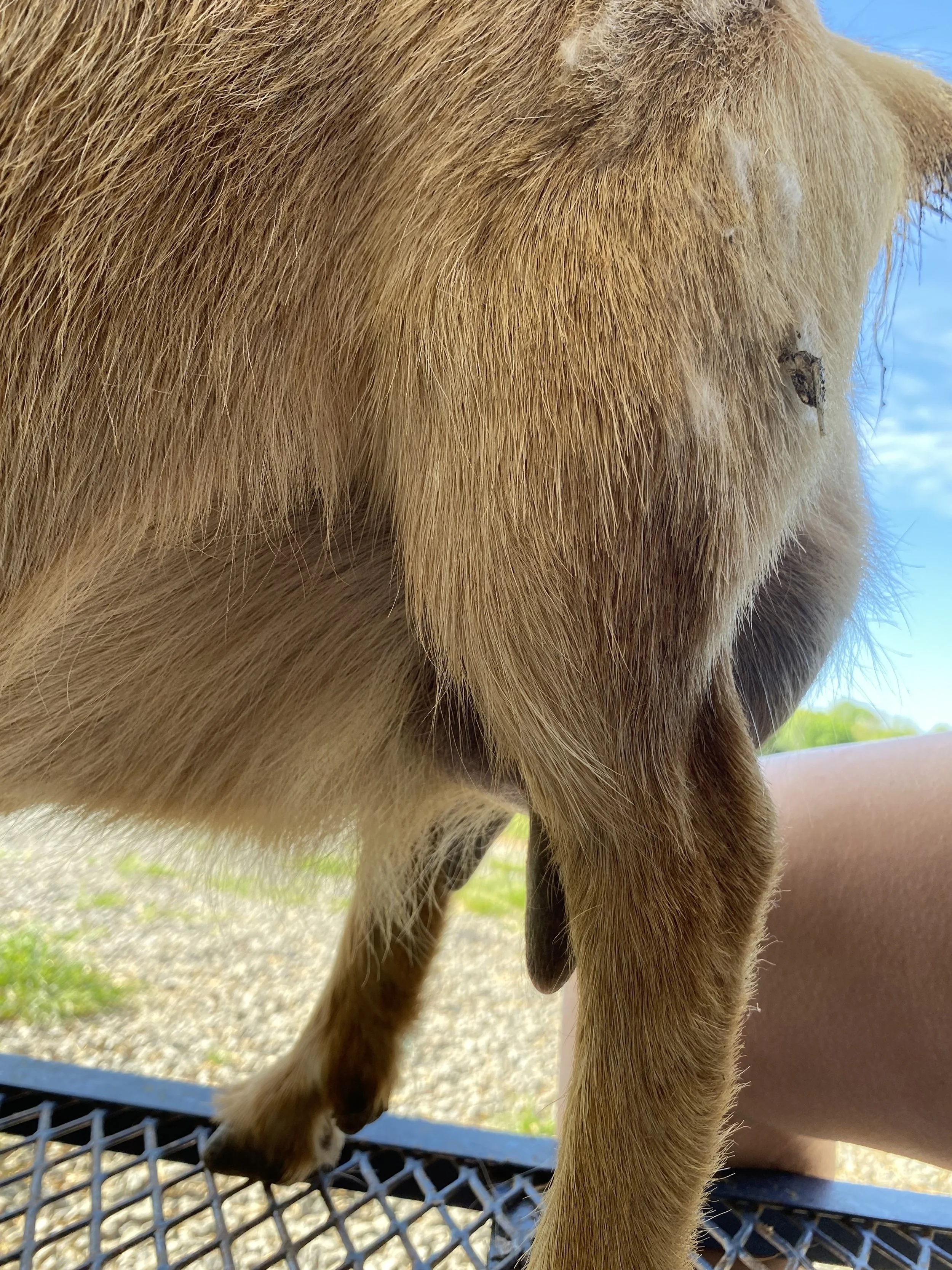 Rosie pictured 4/22/25 at 10 years old