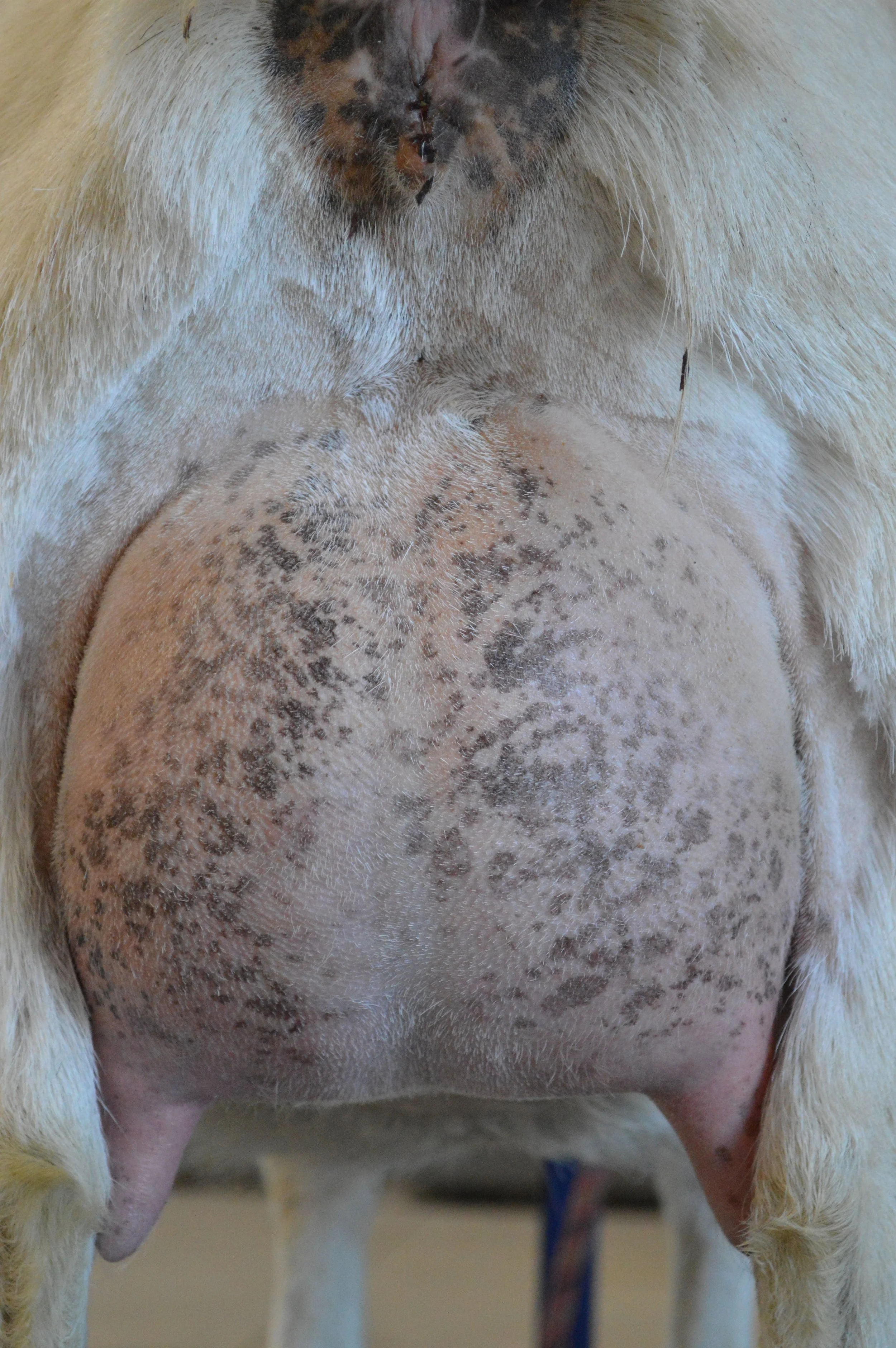 Ajax's 5th freshening, photo taken 03/08/2022 (freshened 02/25/2022)