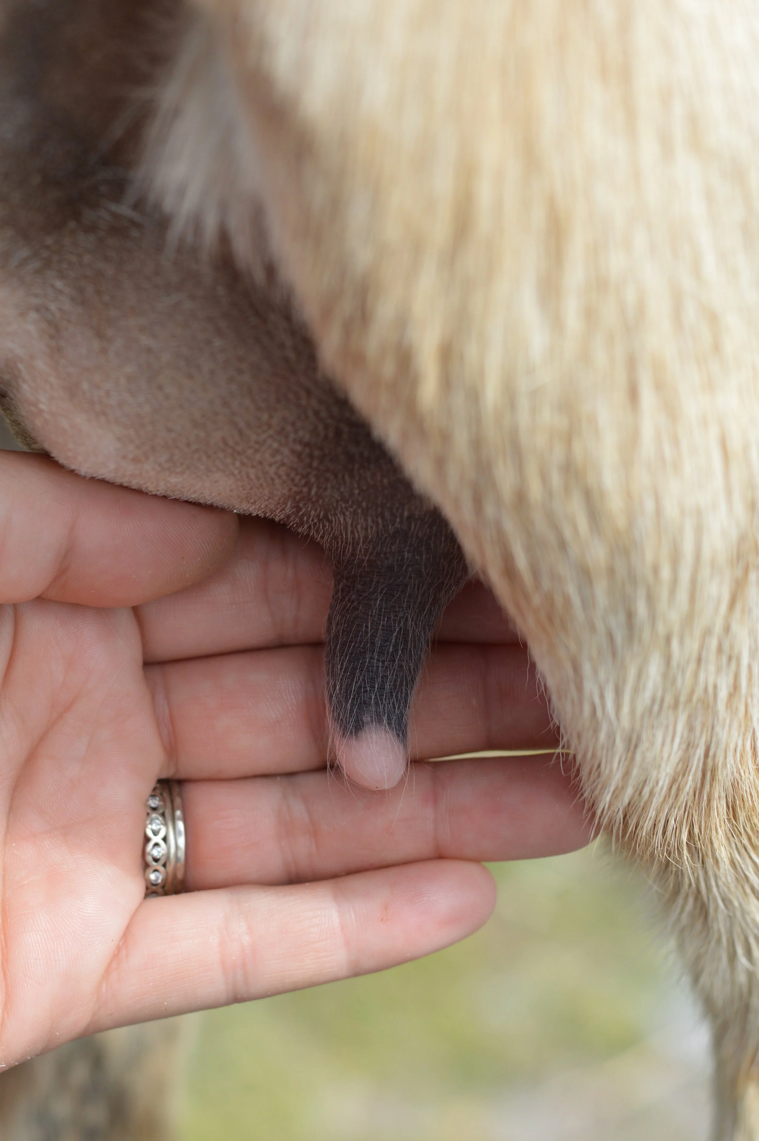 First freshening, kidded 3/14/23 with triplets; photo taken 3/30/23 