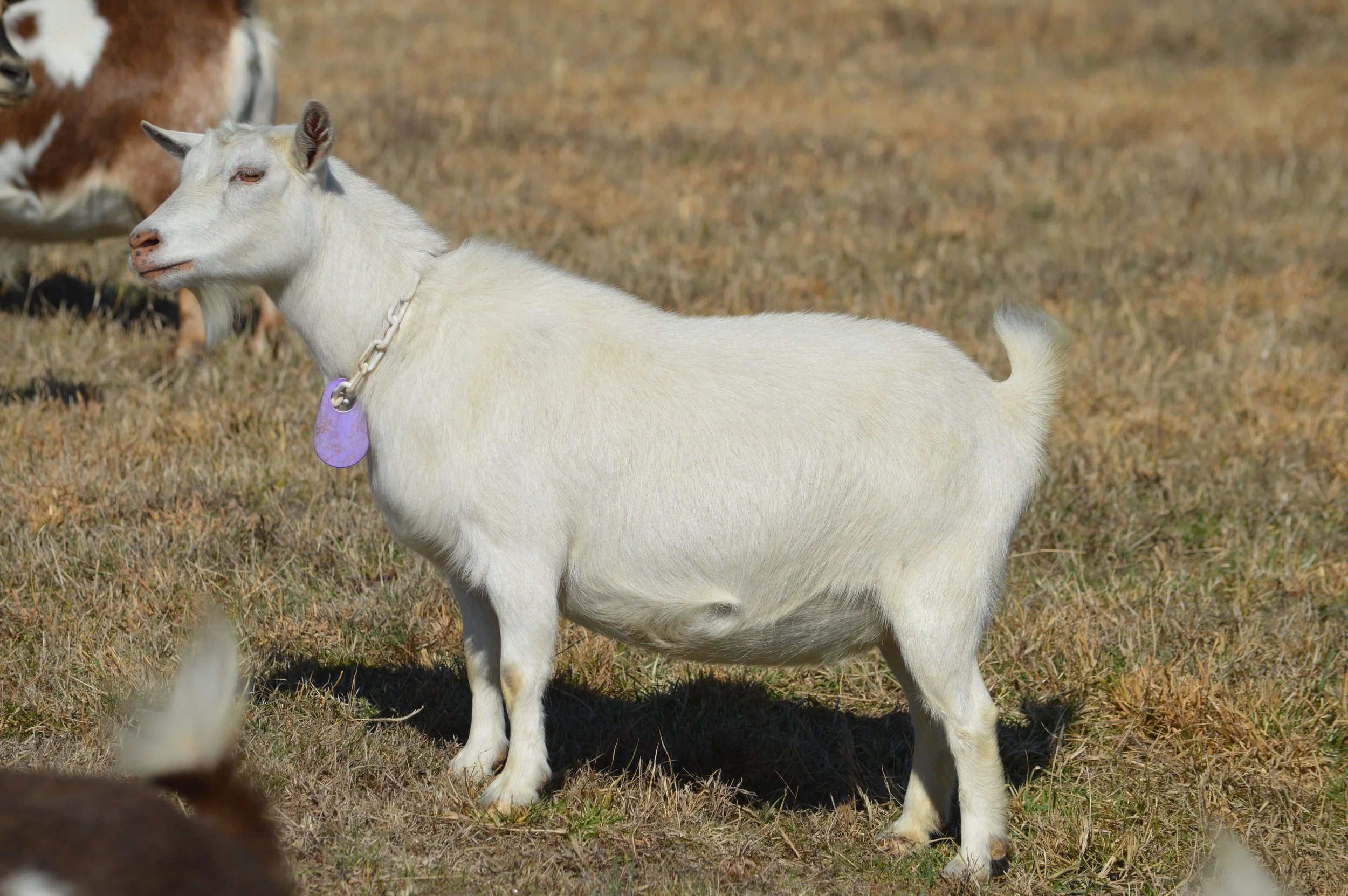 Q-Tip pictured 2/12/26