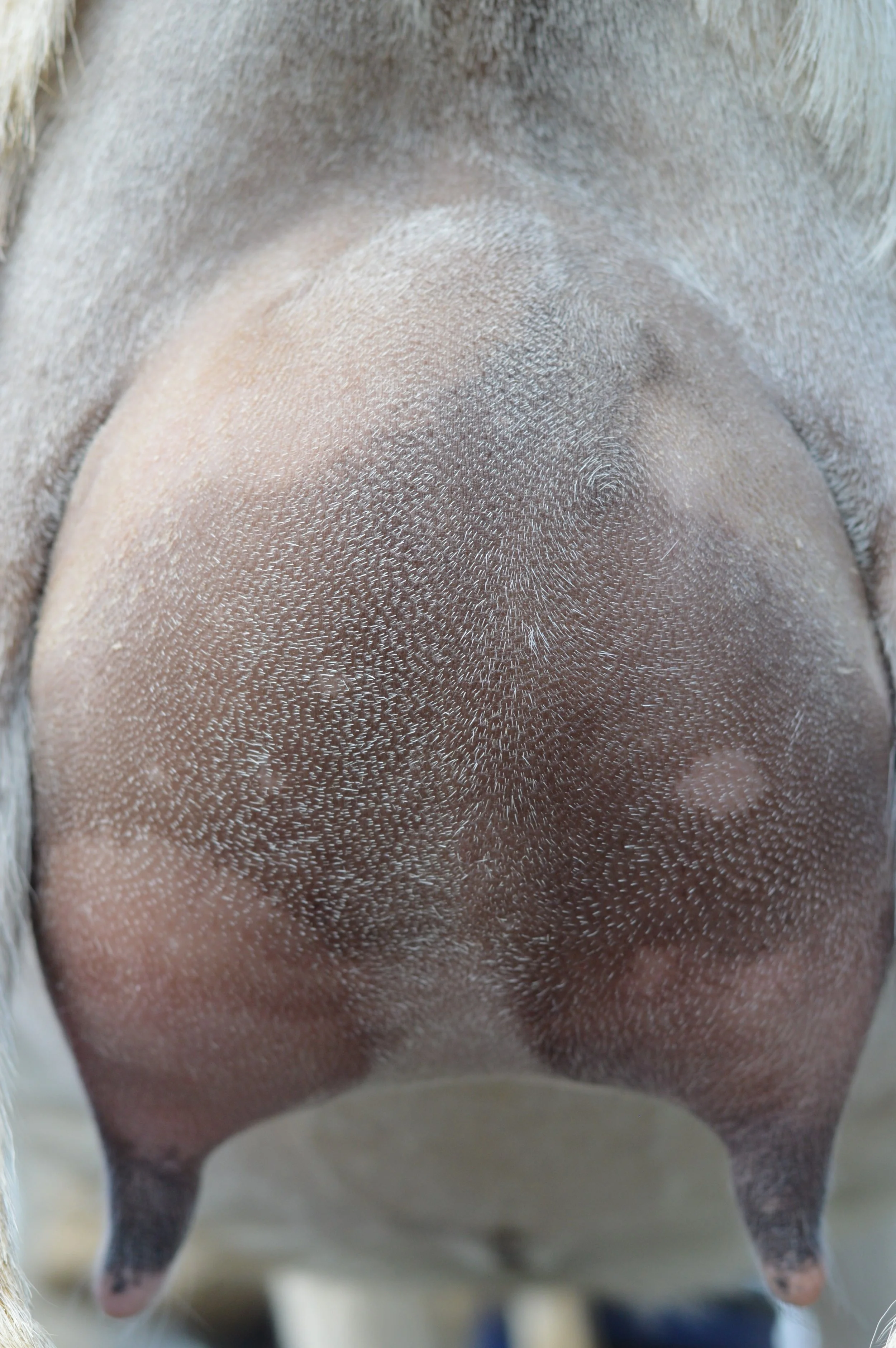 First freshening, kidded 3/14/23 with triplets; photo taken 3/30/23 