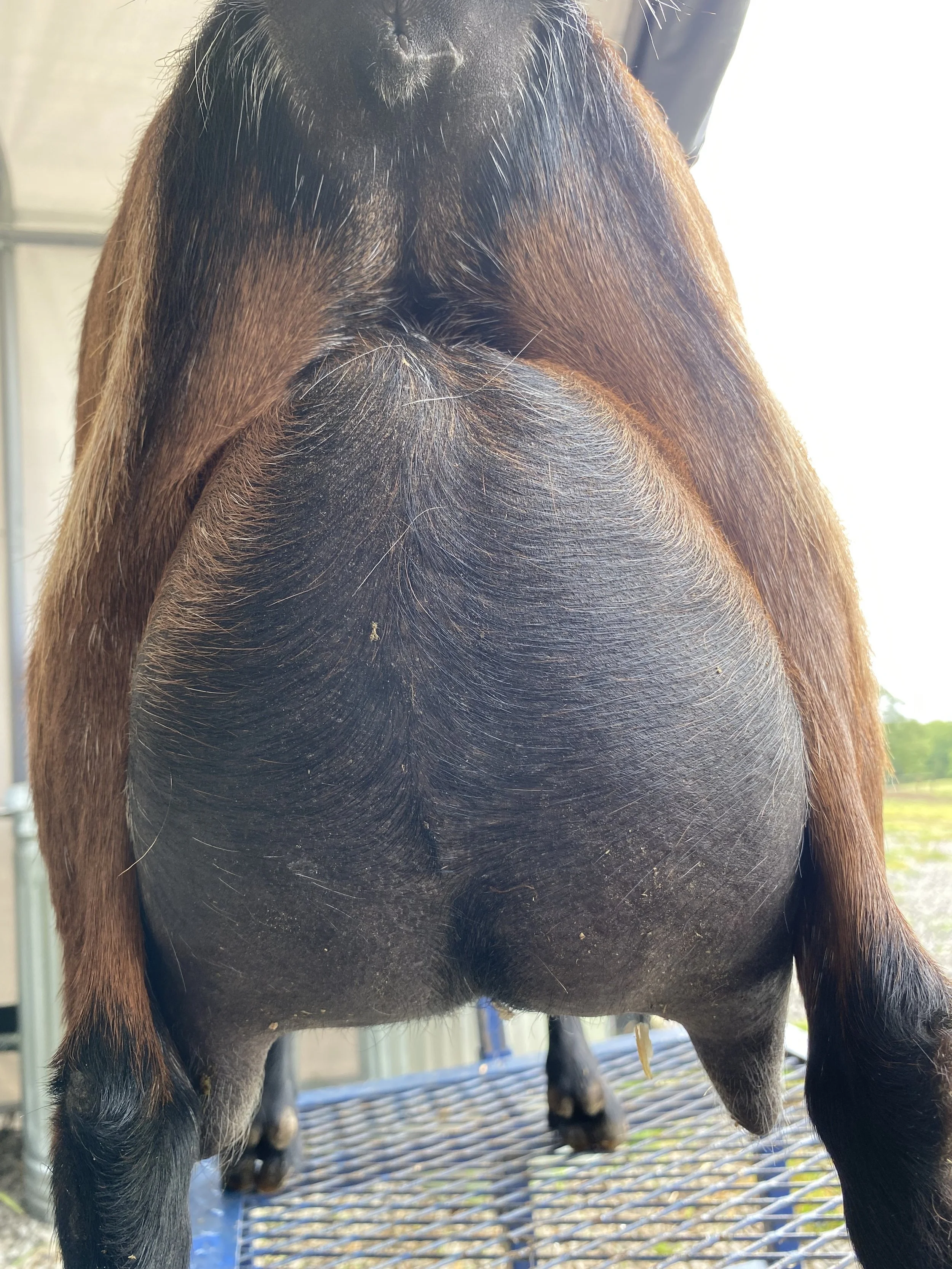 Lou (2F) pictured 5/12/25