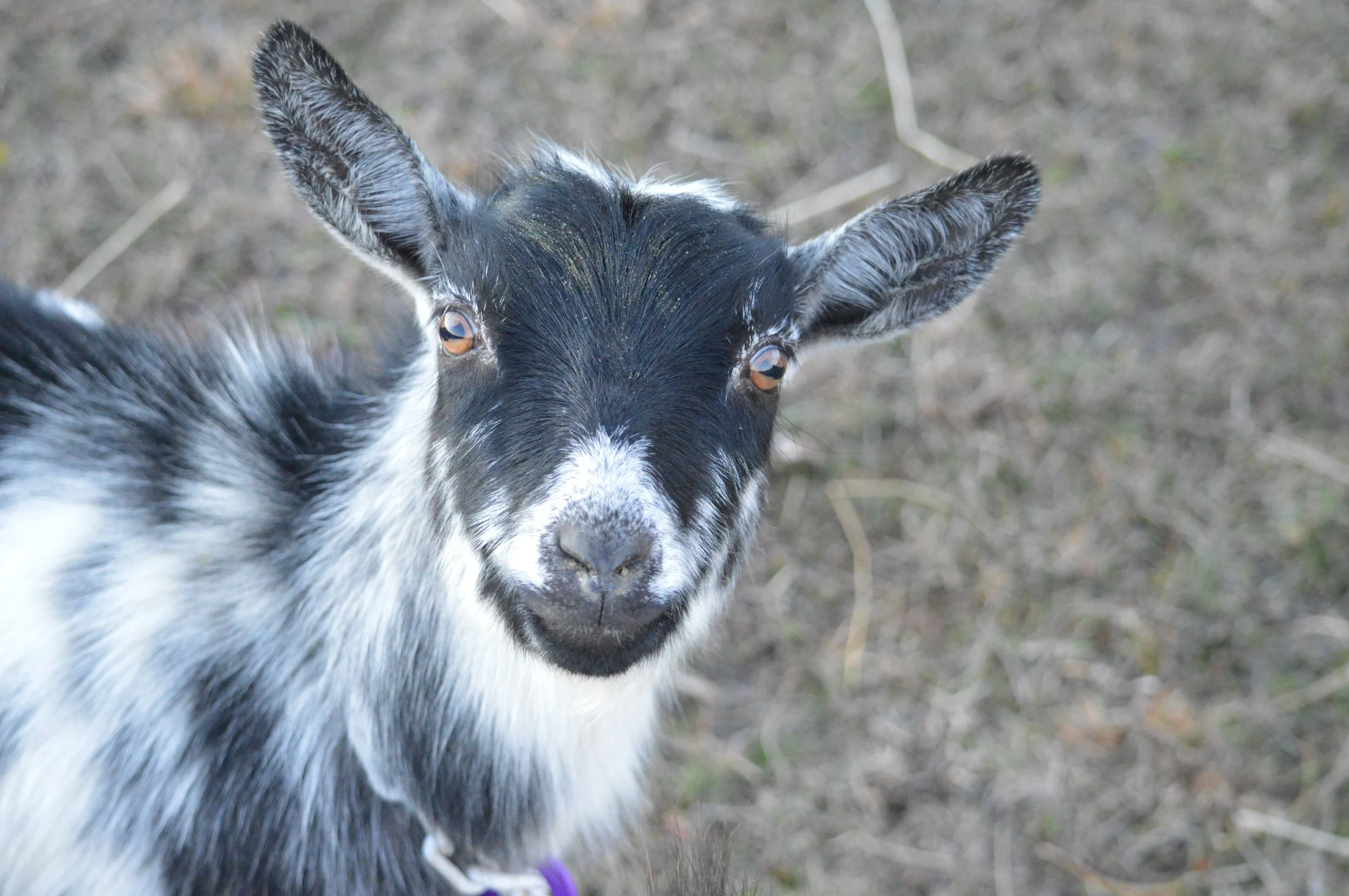 Dove as a yearling, pictured 01/30/2024