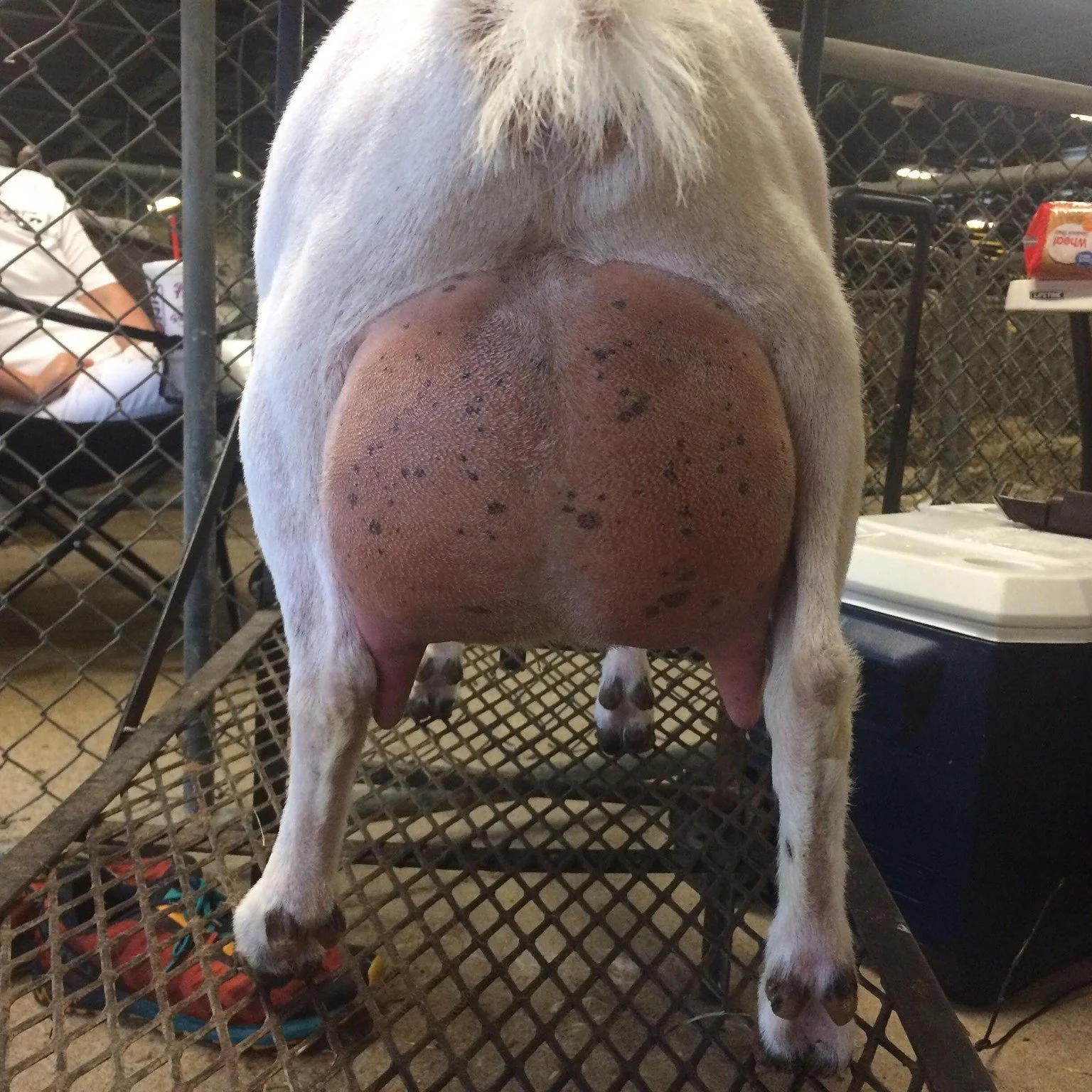 Ajax at 2019 AGPA Spring Quad Show, where she won GCH in two rings
Photo courtesy of Kidd'N Kanyun