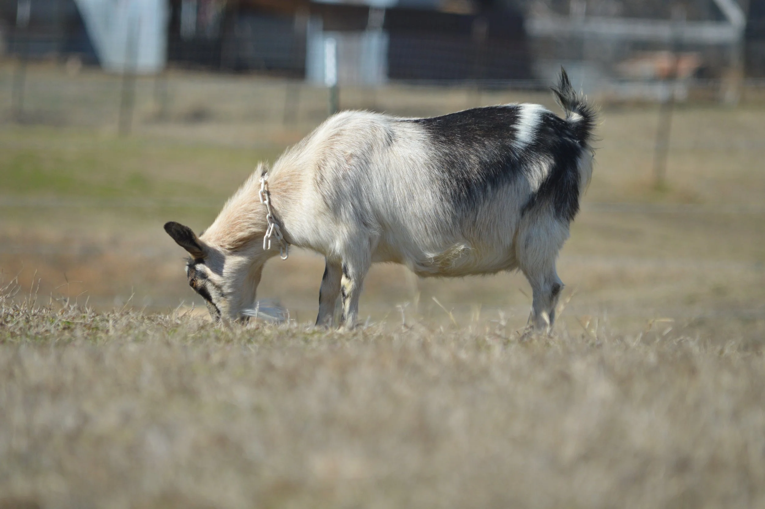 Lucia pictured 2/12/26