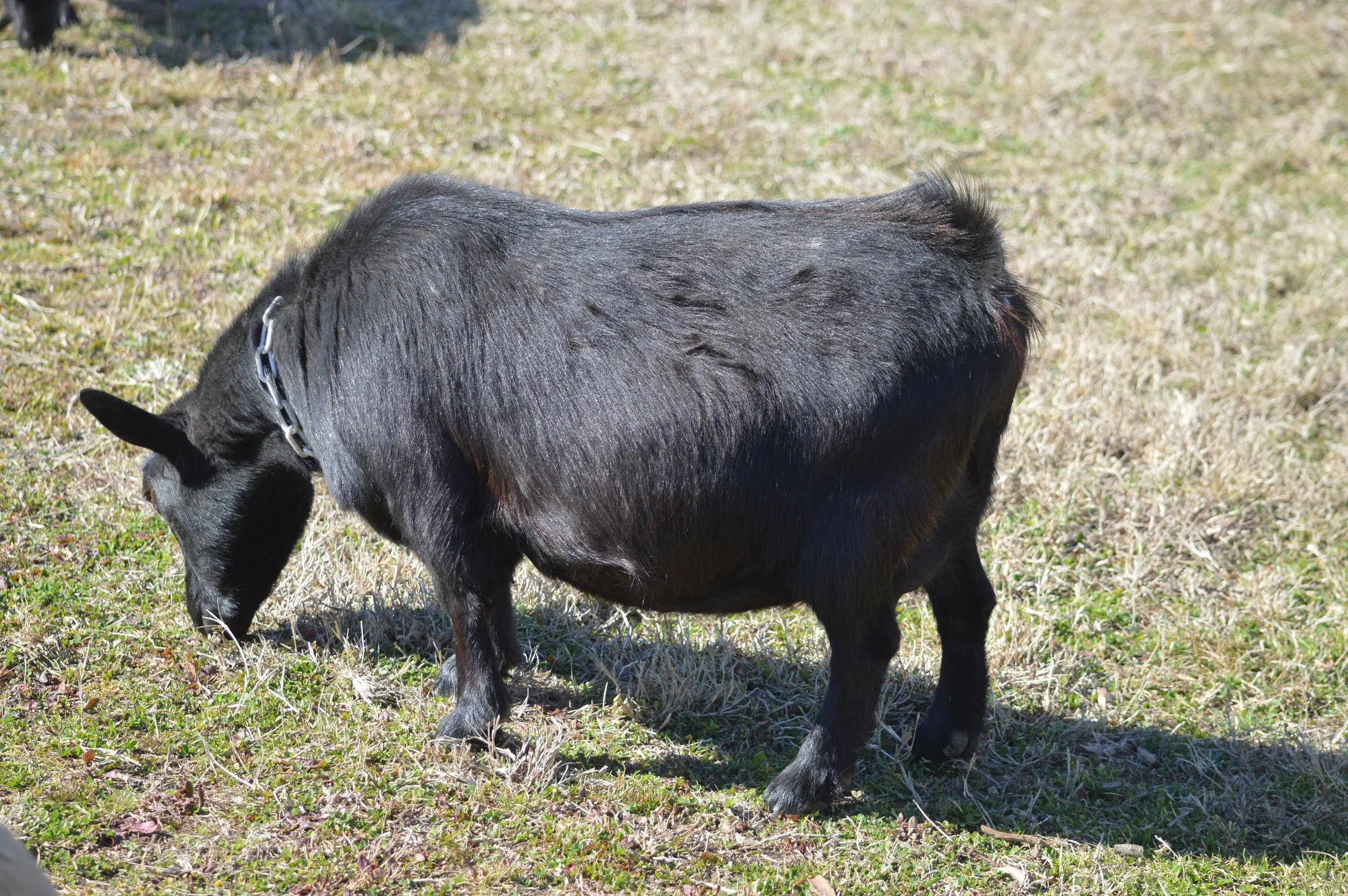 Halo pictured 02/12/2026