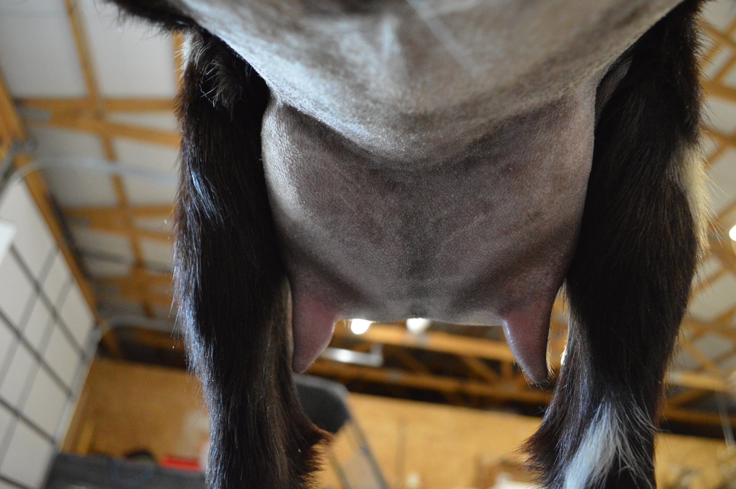 Bindi's first freshening, photo taken 03/28/2022 (freshened 03/21/2022)