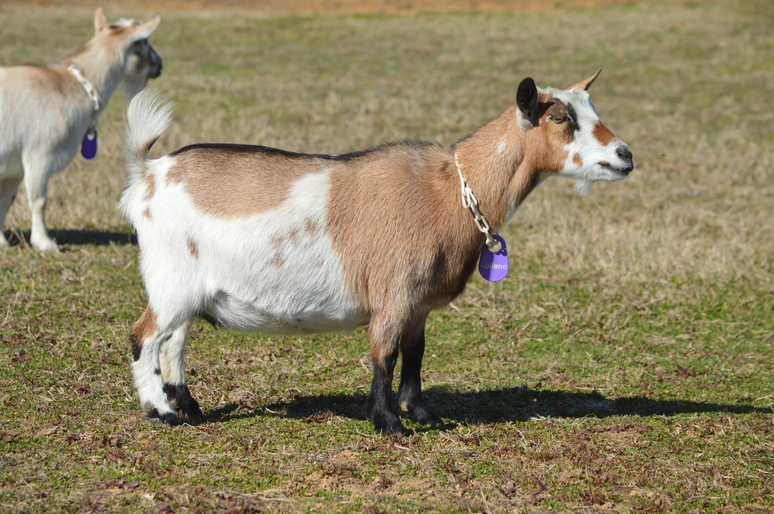 Abilene pictured 2/12/26