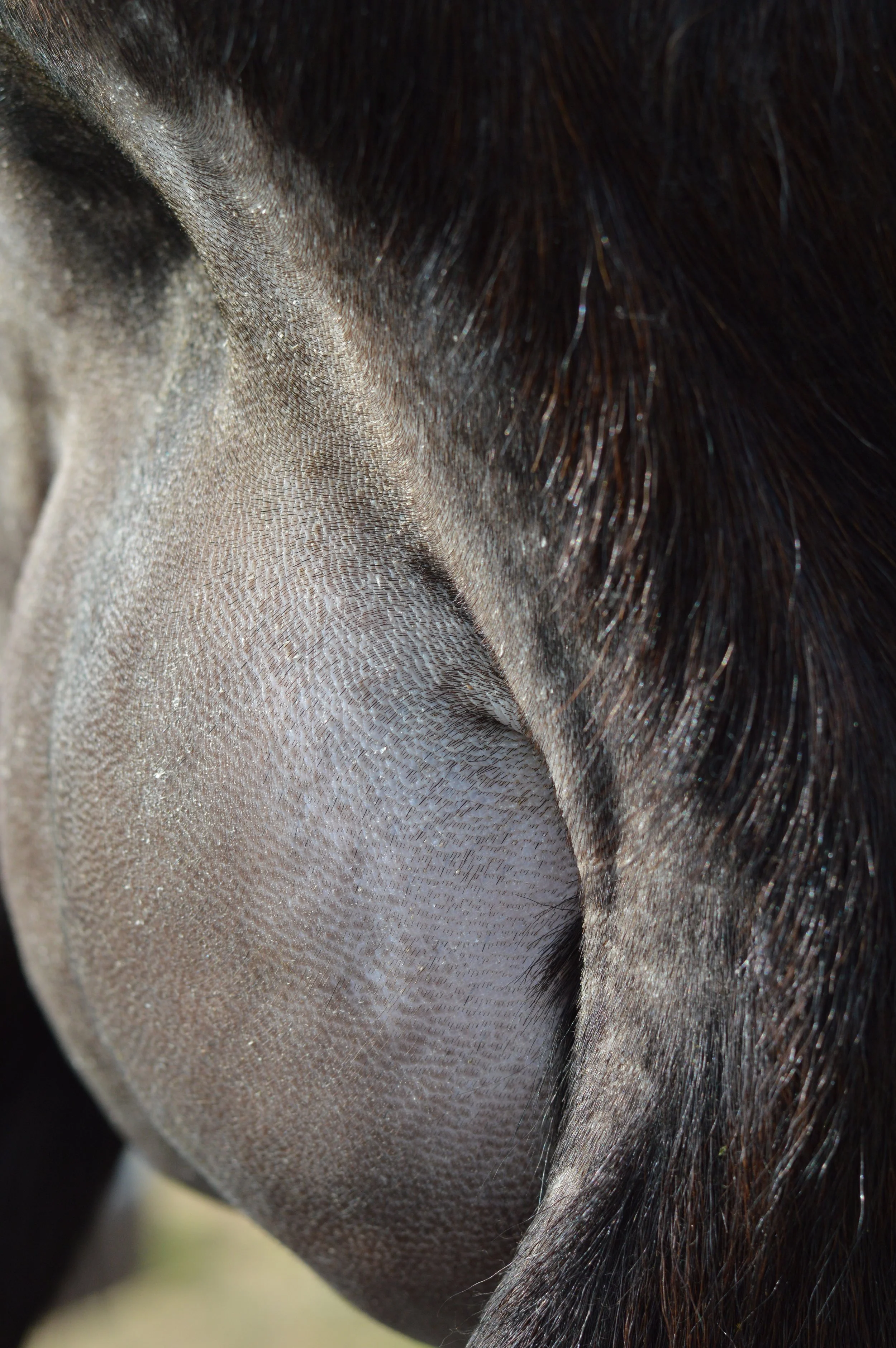 First freshening, kidded 2/10/23 with buck/doe twins; photo taken 3/1/23