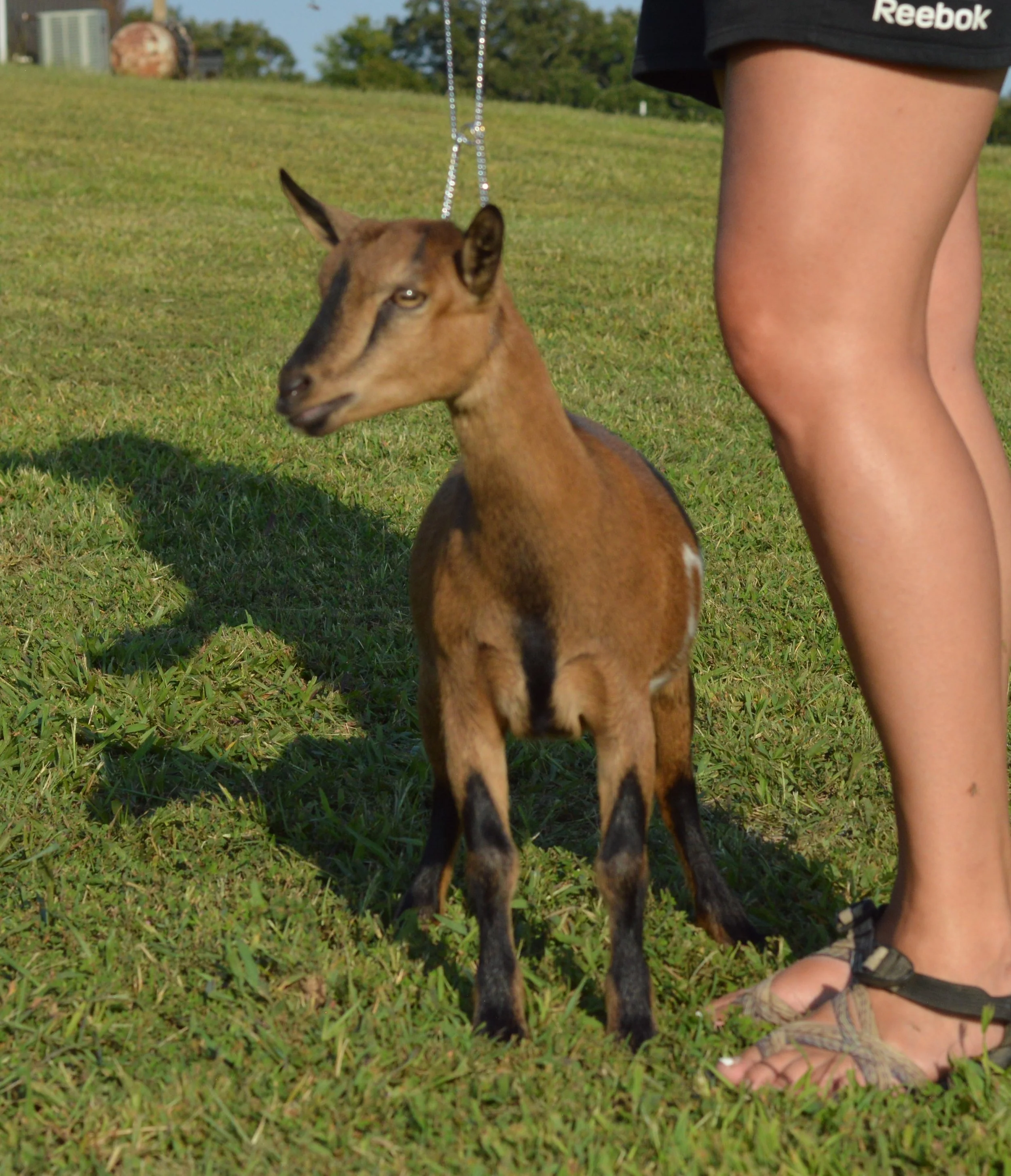 Isla as a junior, photo taken 09/19/2022