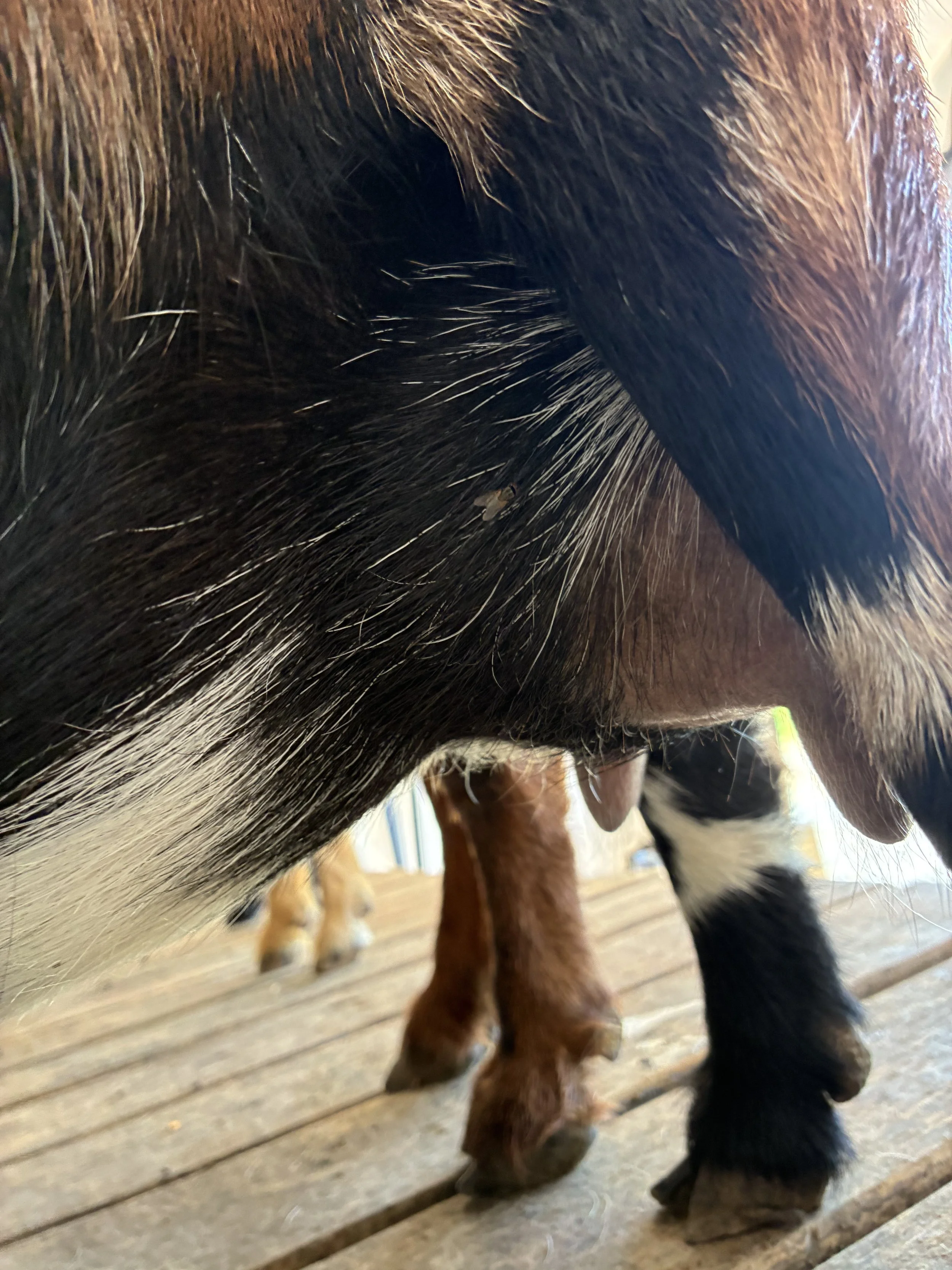 Oakley pictured 7/22/25