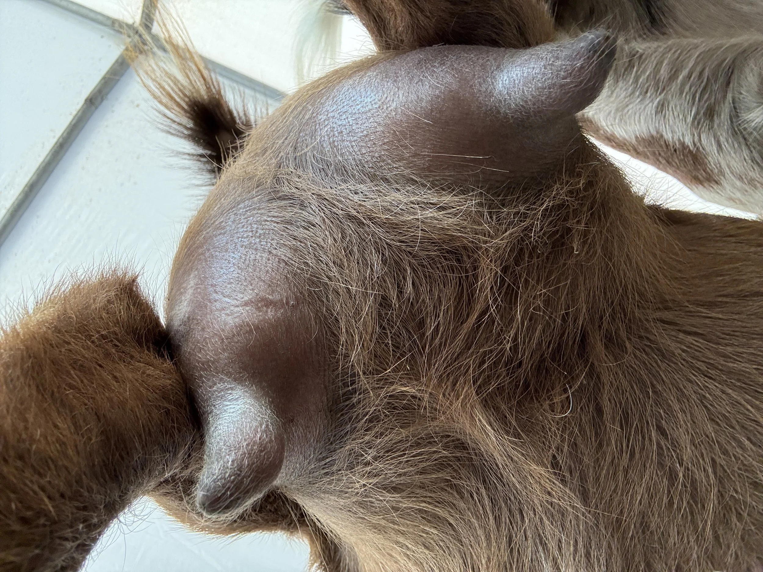 Luna (3F) pictured 7/30/25