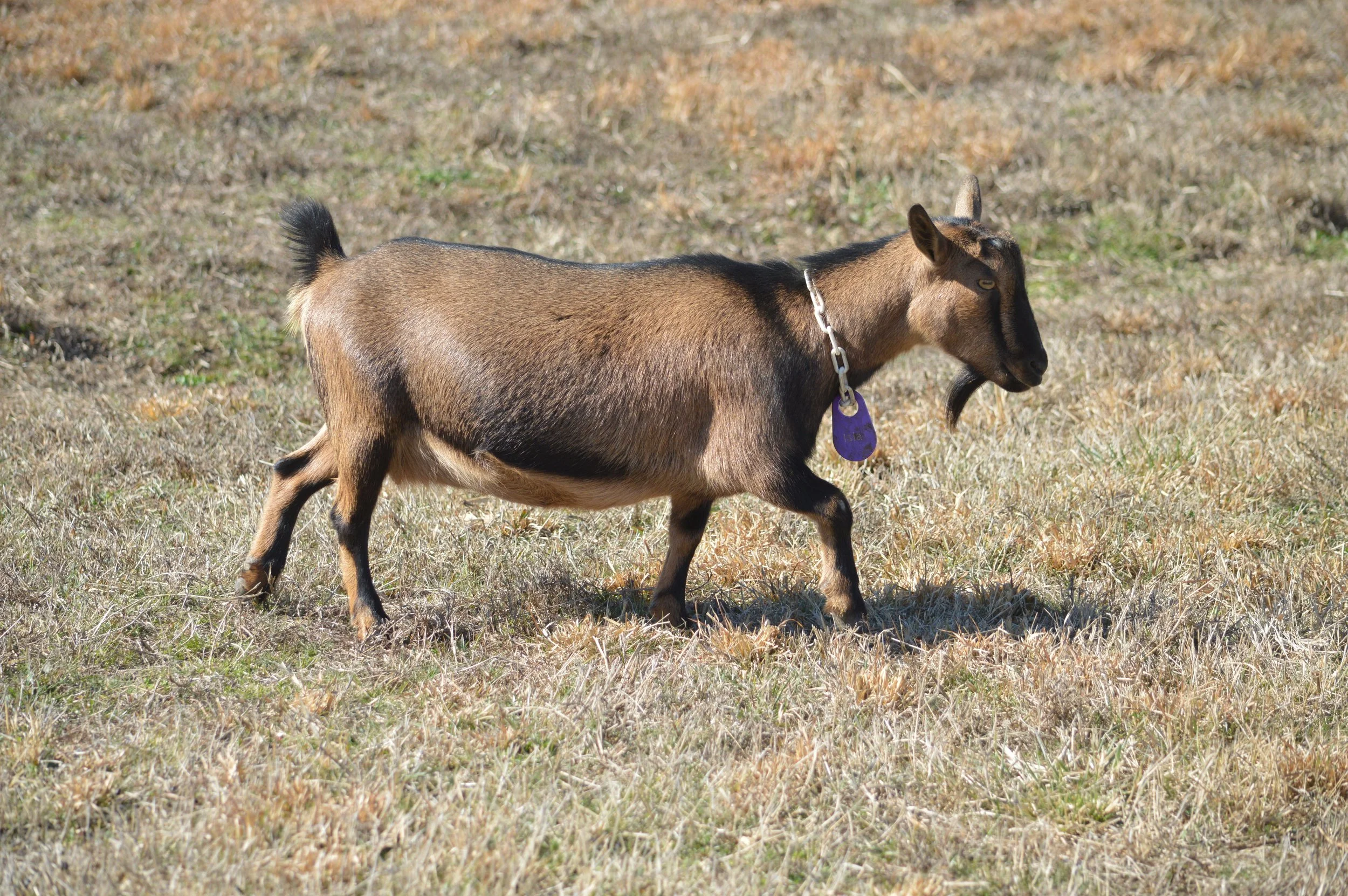 Isla pictured 2/12/26