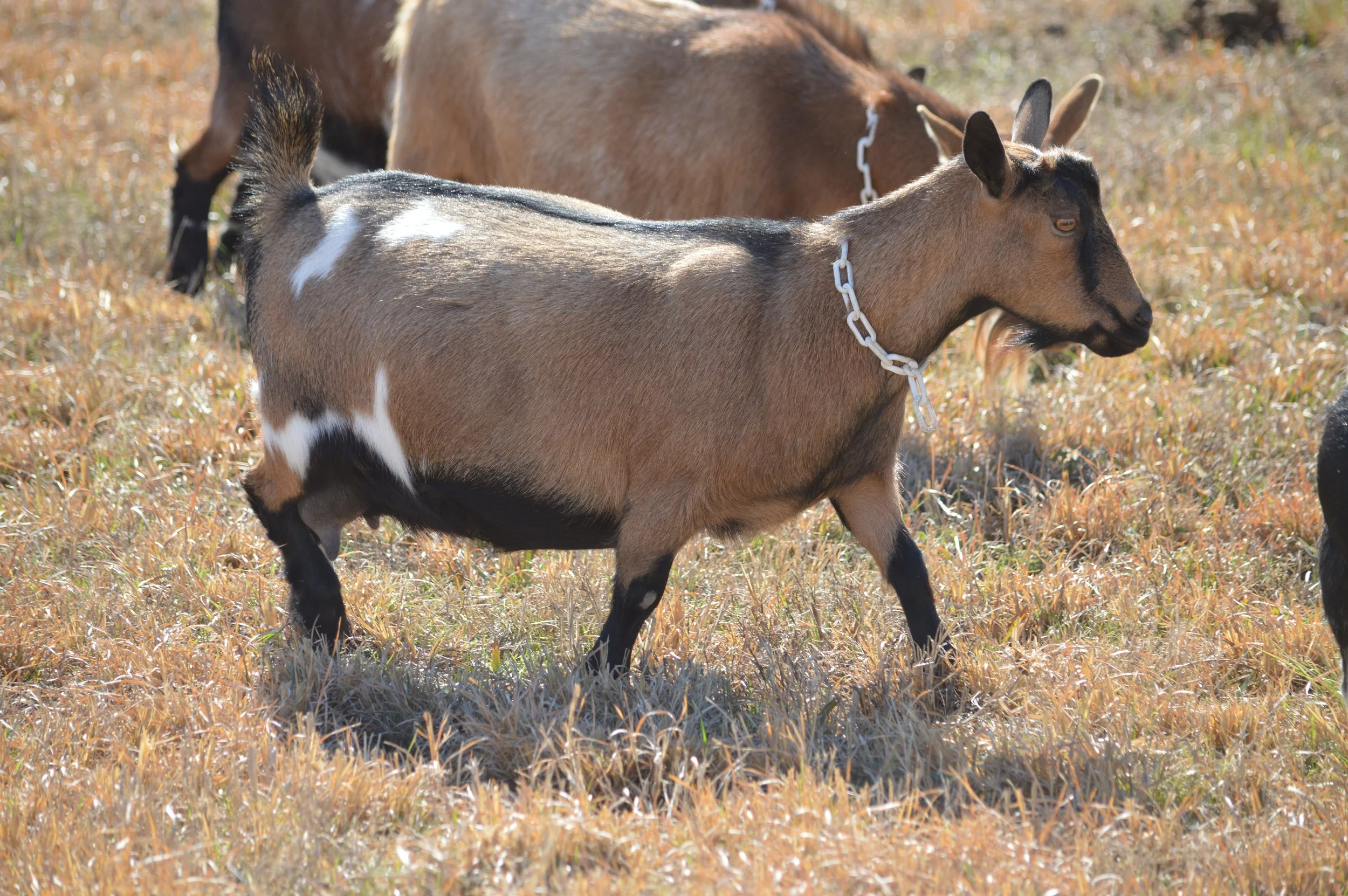 Darling pictured dry, photo taken 02/12/2026