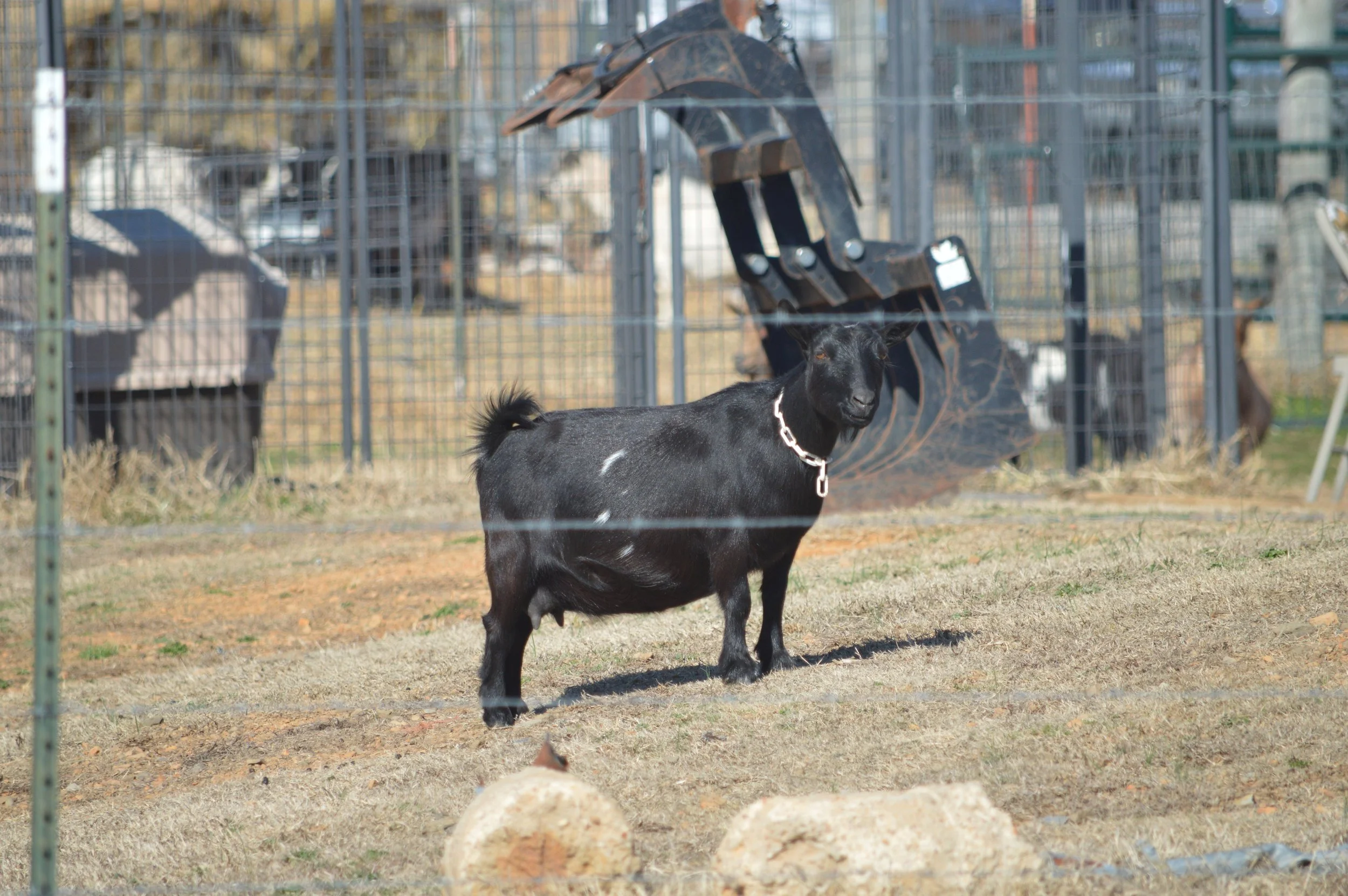 Daytona pictured dry, photo taken 02/12/2026