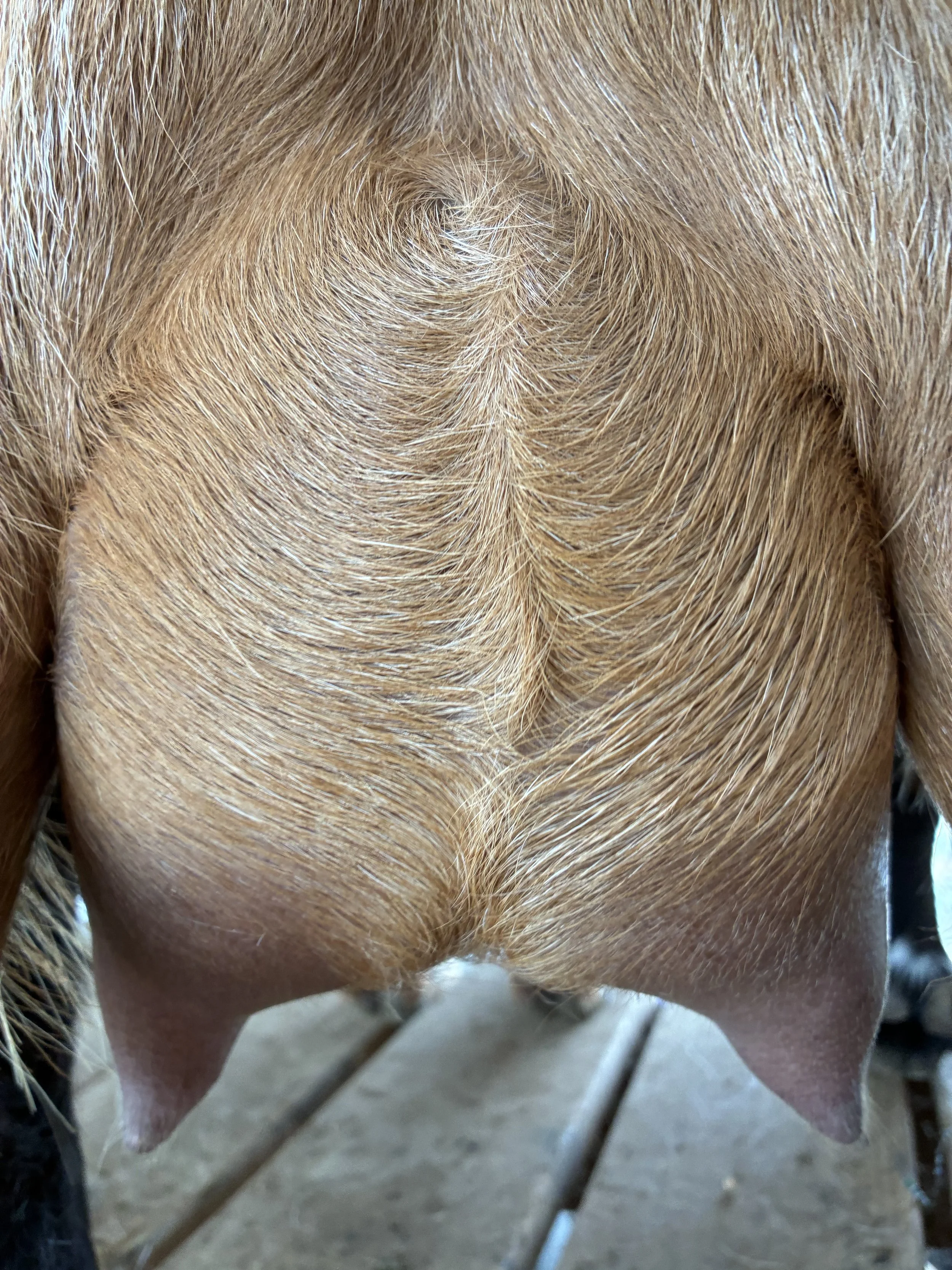 Chatter (2F) pictured 9/4/25