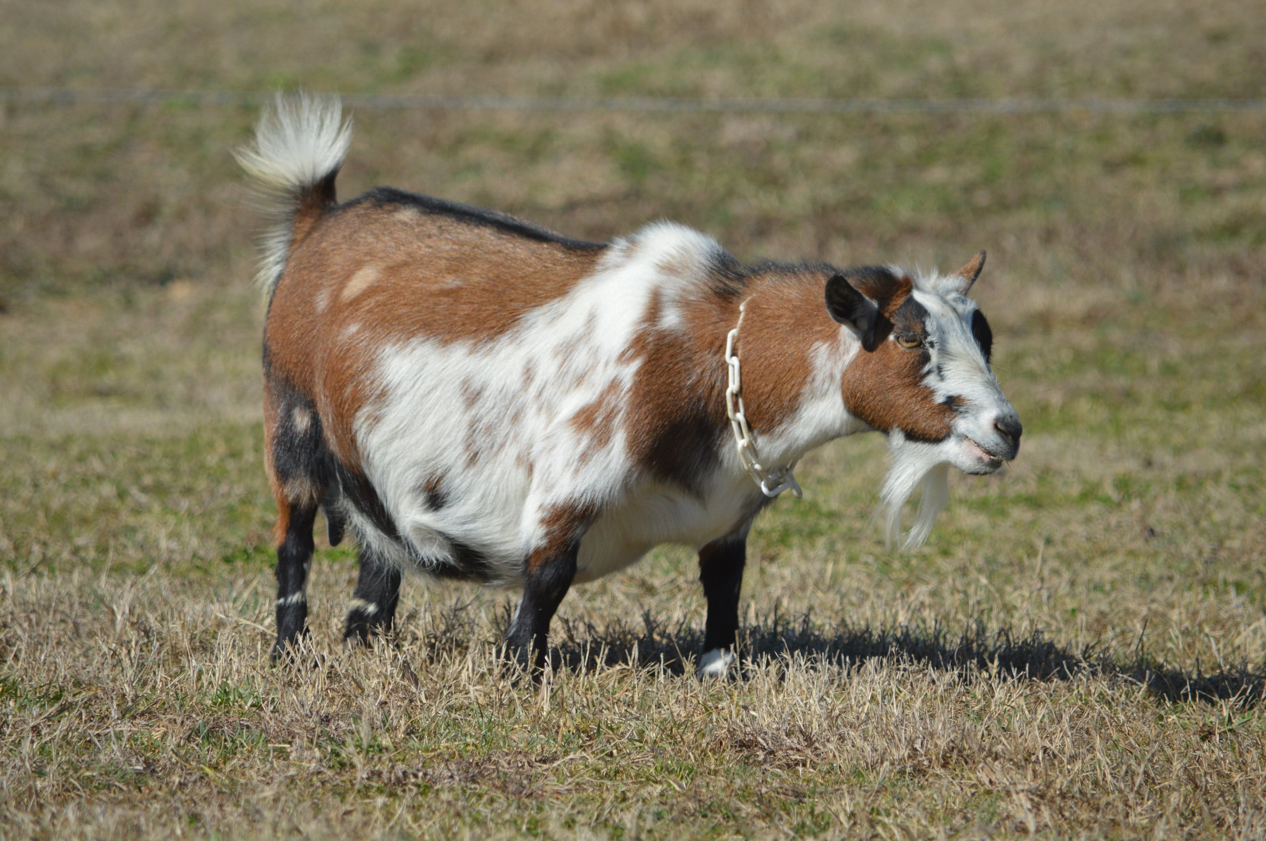 Oakley pictured 2/12/26
