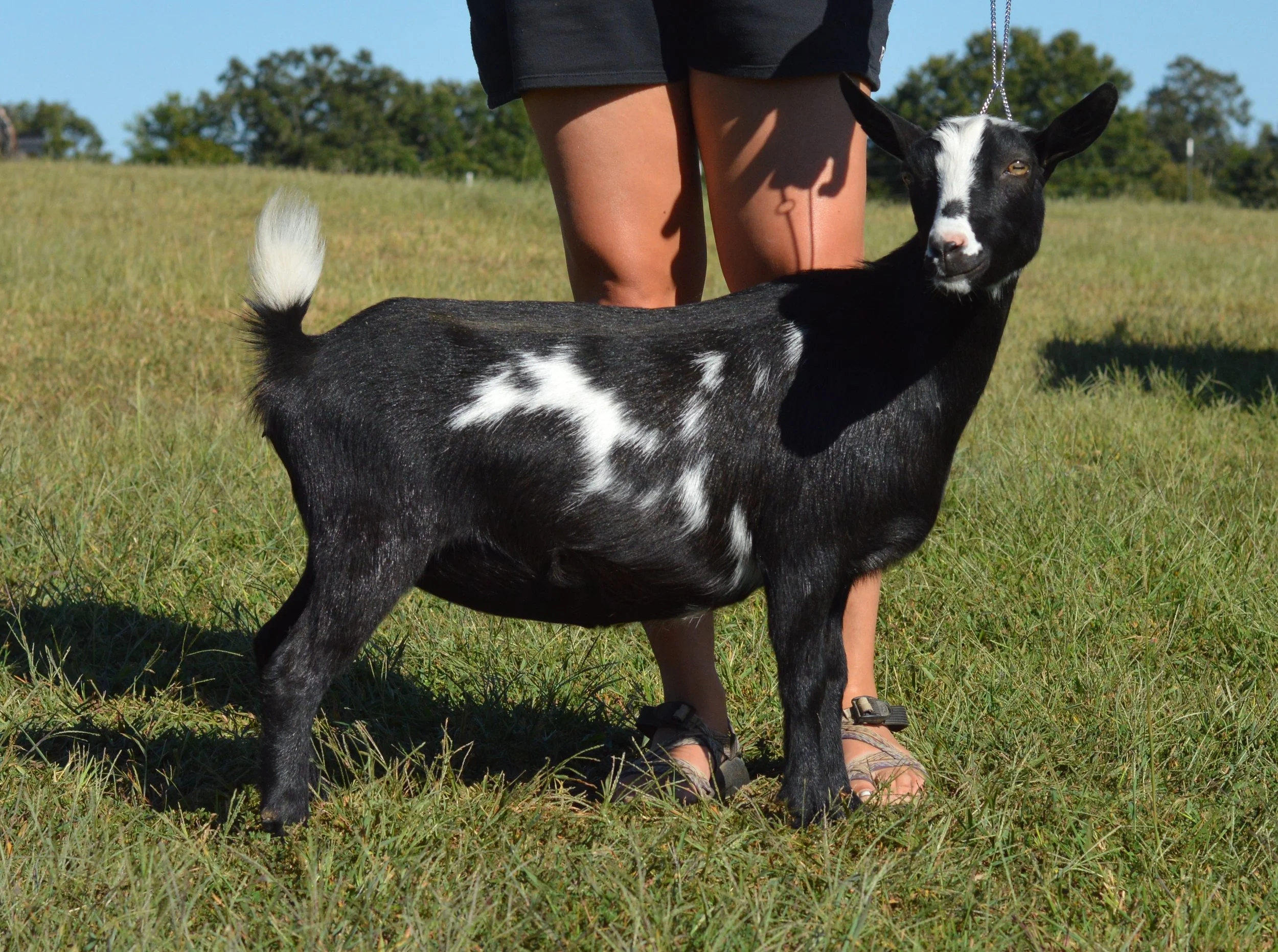 Candy as a dry yearling, photo taken 09/26/2022