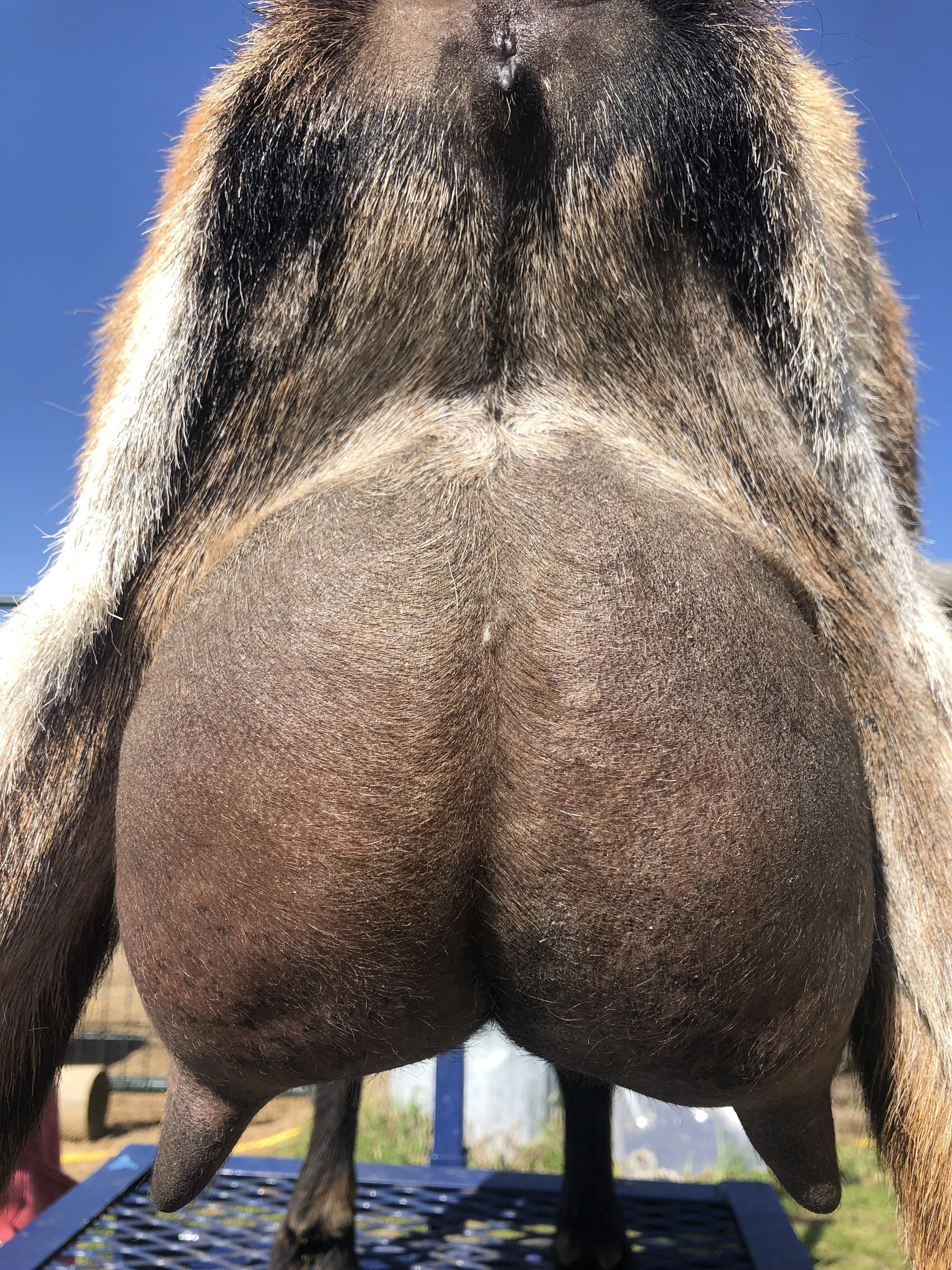 Second freshening, kidded 2/18/23 with triplets, 2 does (1 DOA) & 1 buckling; photo taken 3/26/23