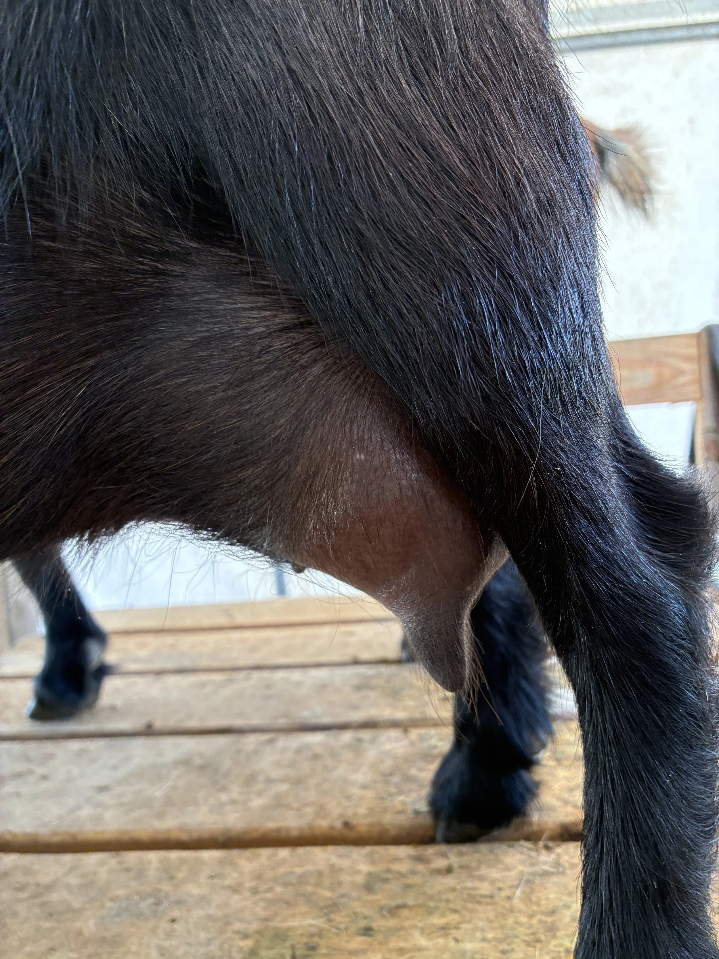 Daytona (FF) pictured 09/03/2025, freshened 06/03/2025