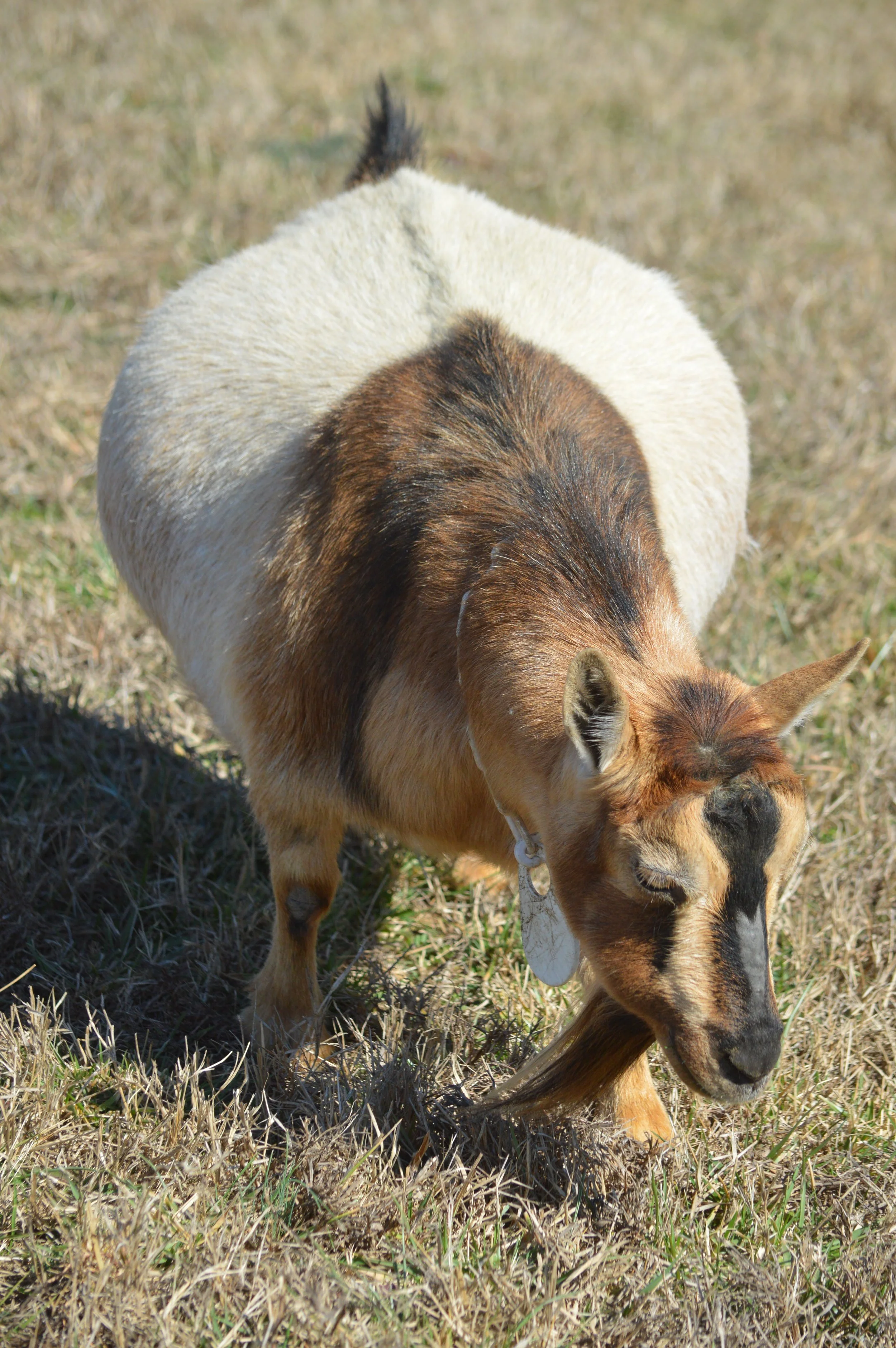 Rosie pictured 2/12/26 as an almost 11 year old