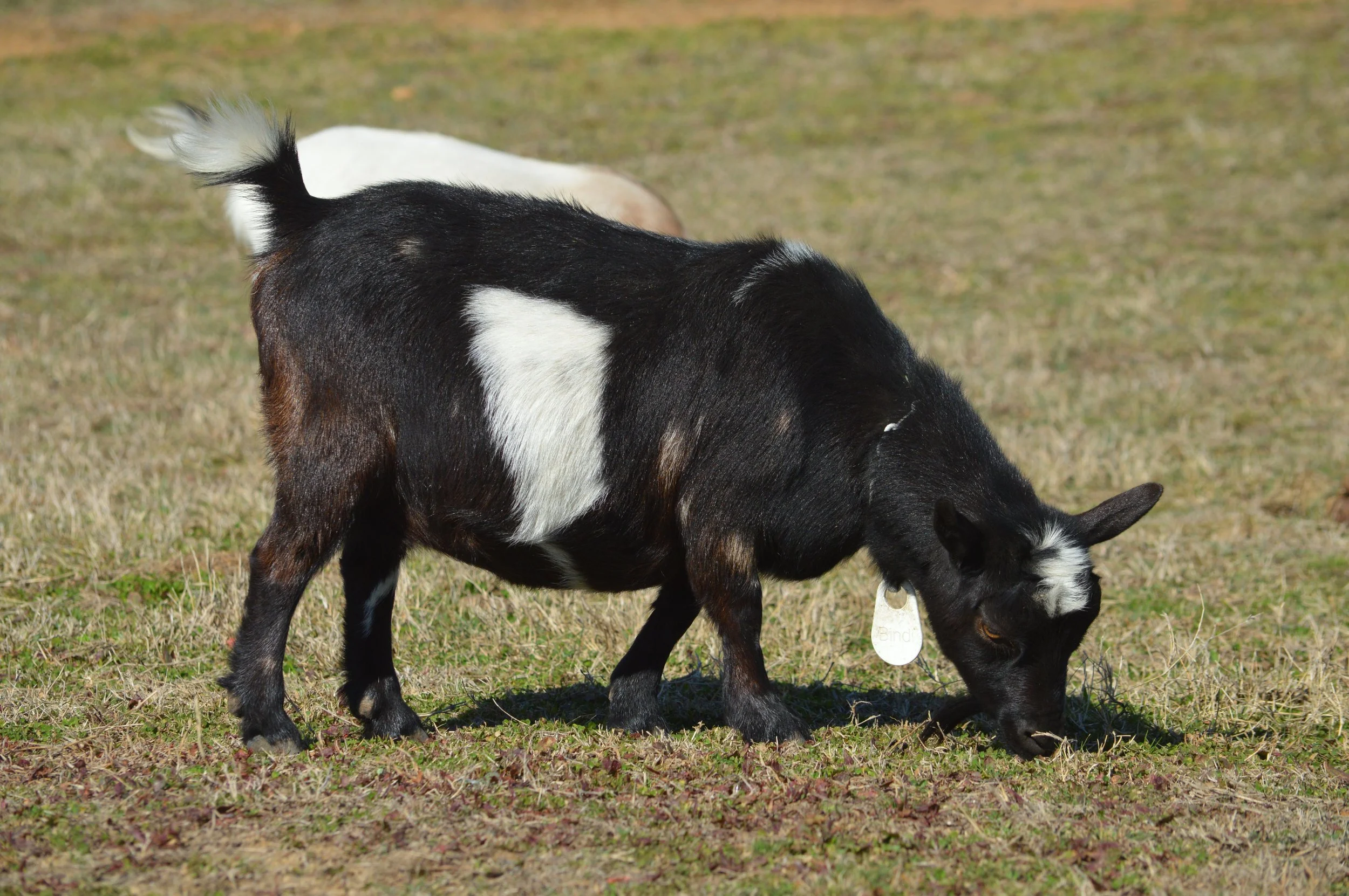 Bindi pictured 2/12/26