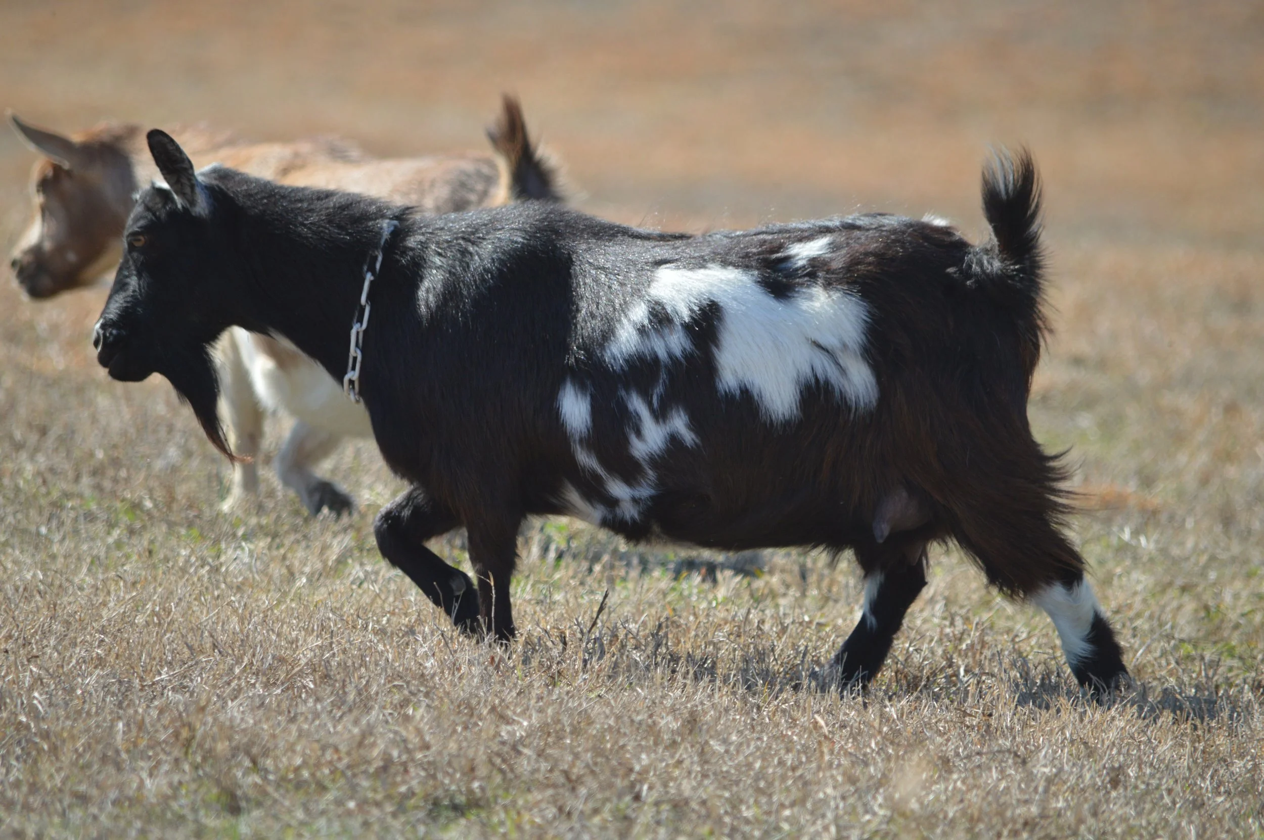 Penny pictured 2/12/26