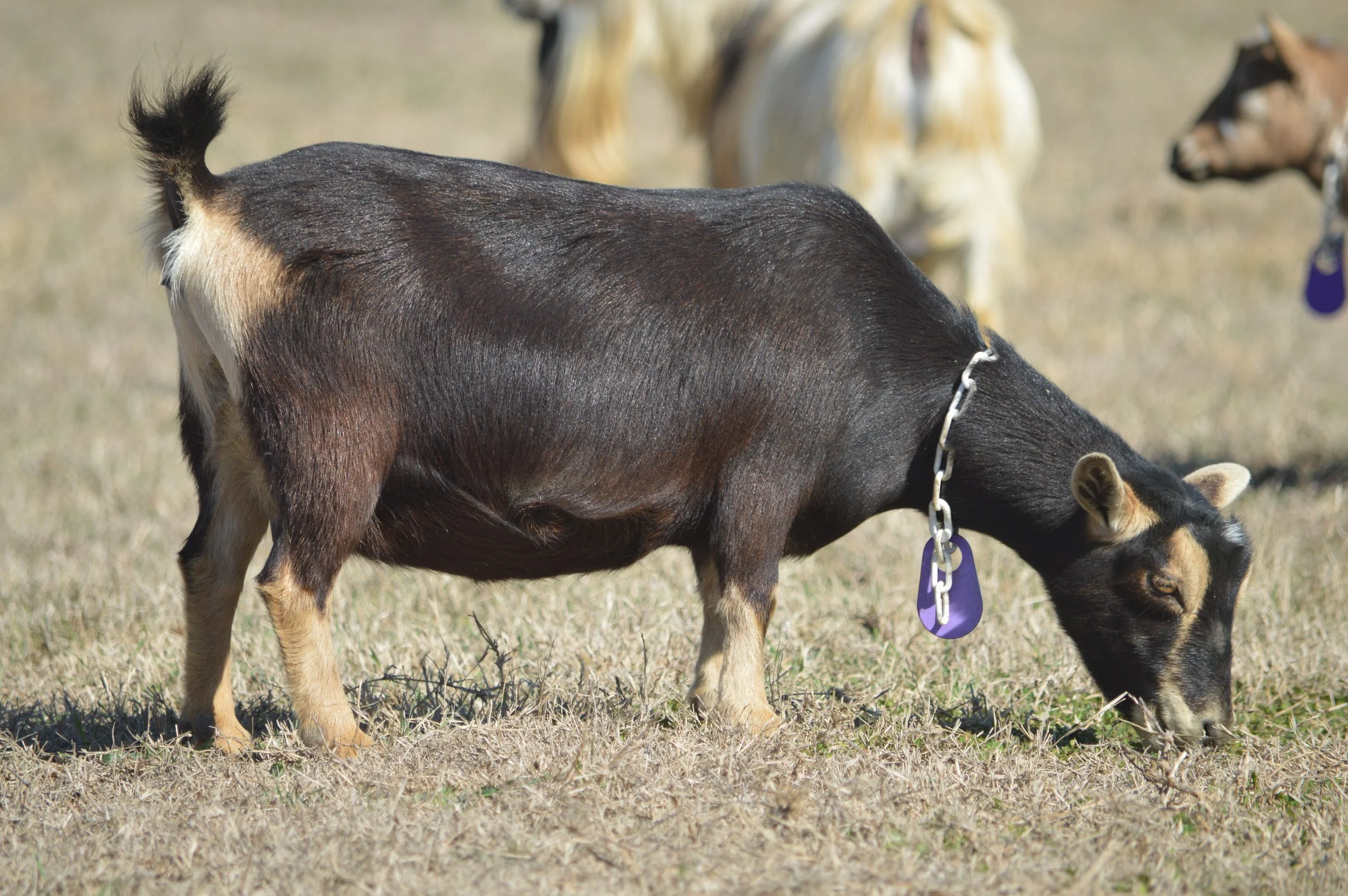 Chunky pictured 2/12/26