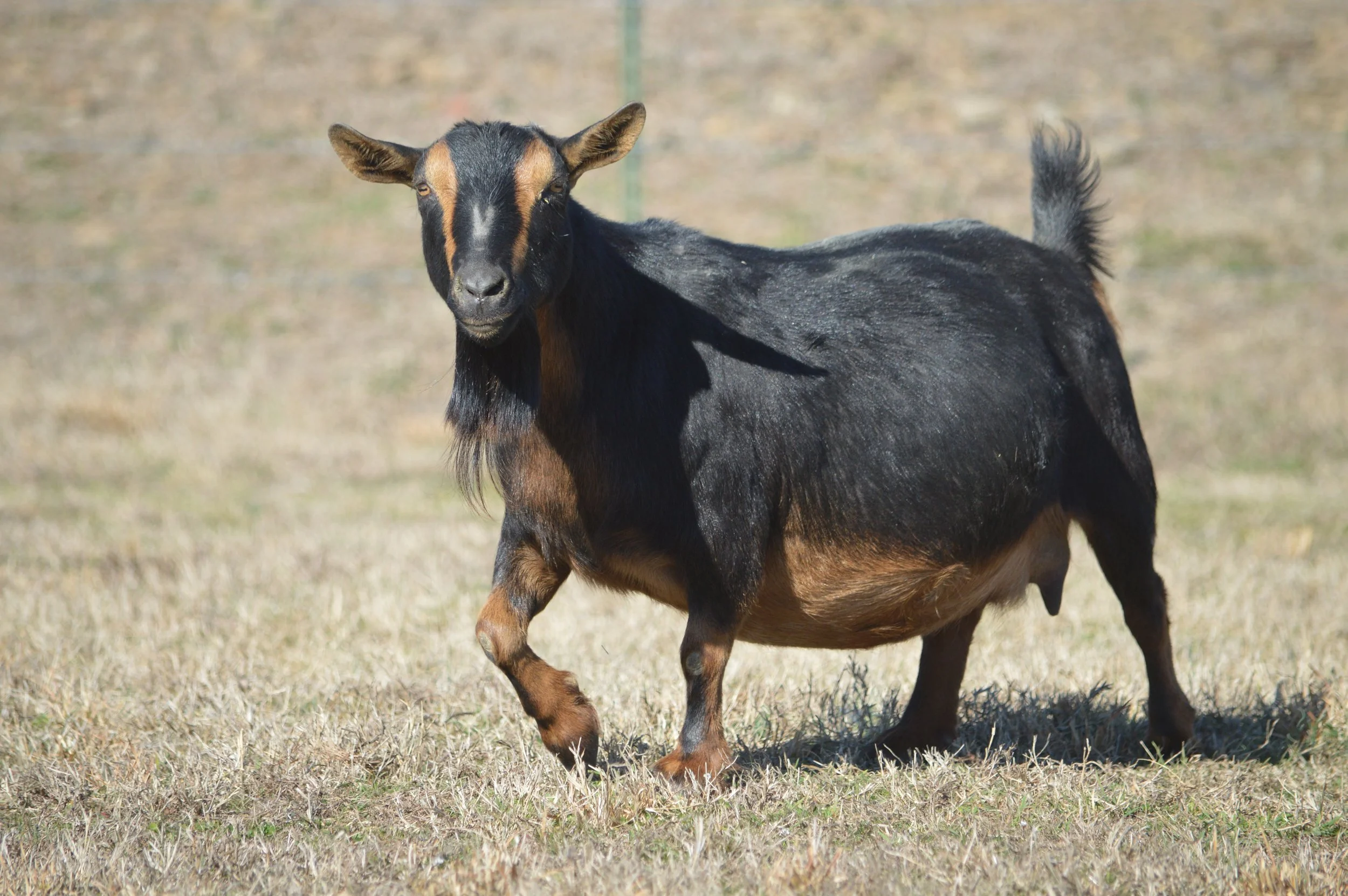 Chandelier pictured 2/12/26 at almost 9 years old