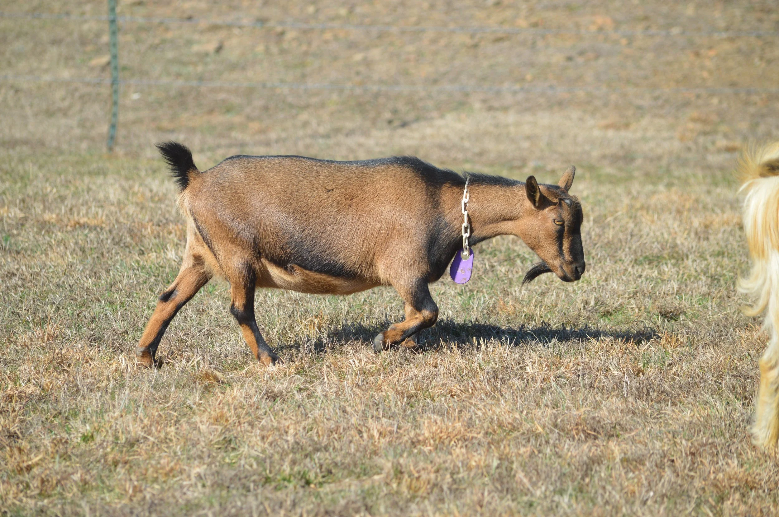 Isla pictured 2/12/26