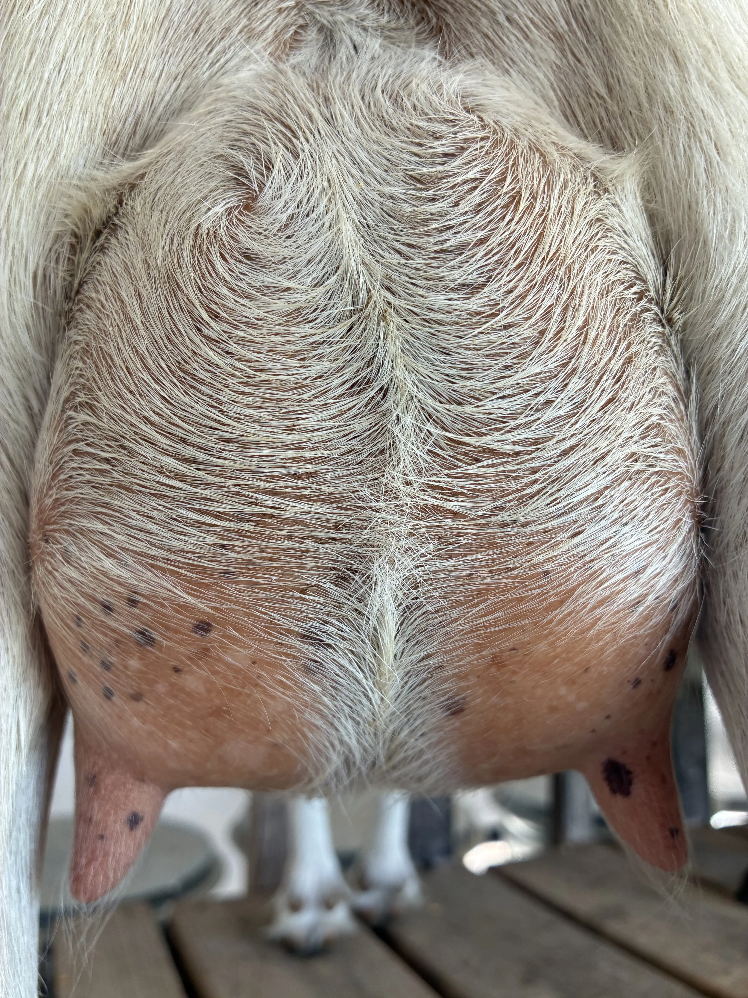 Q-Tip (2F) pictured 7/18/25