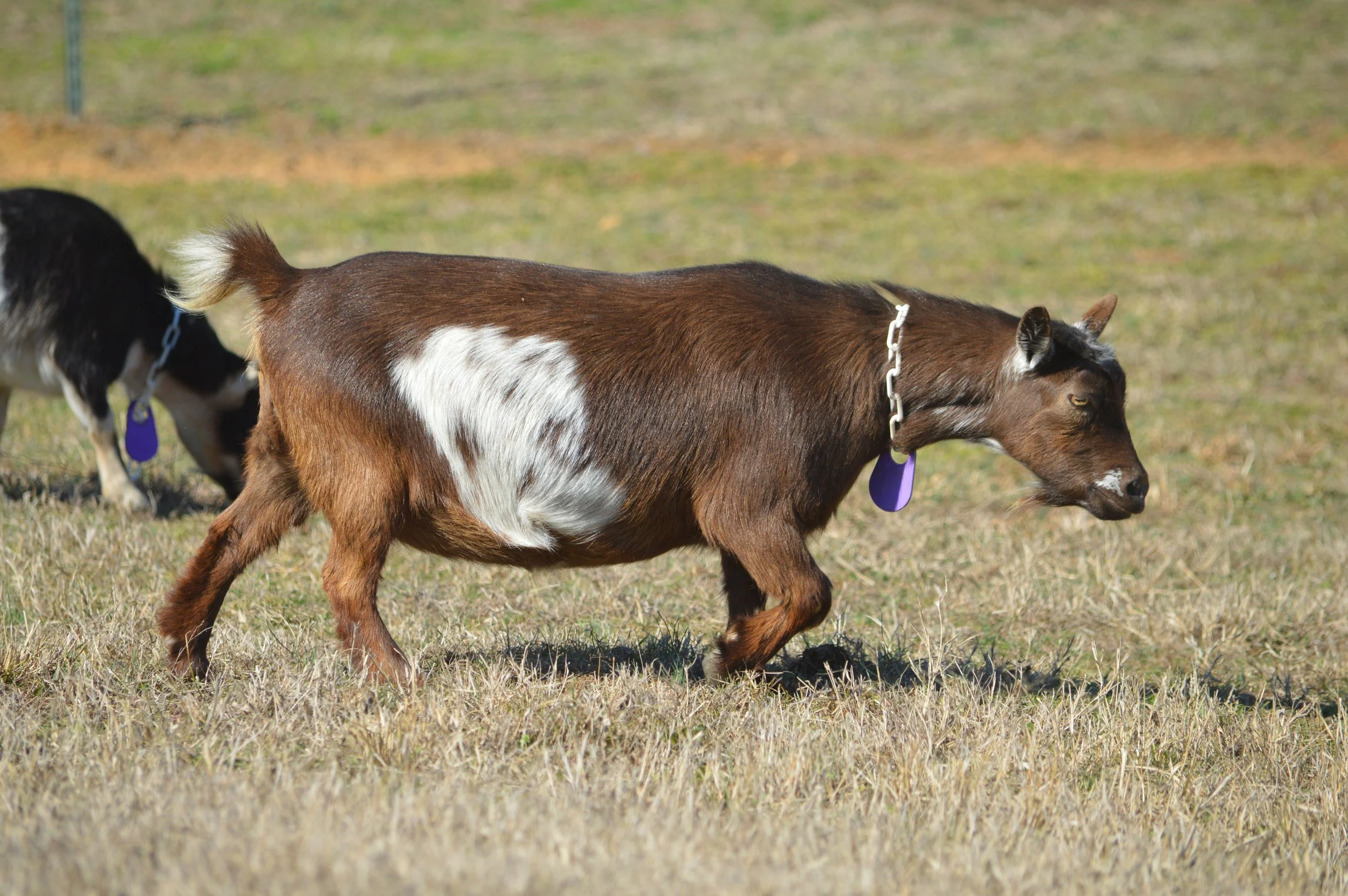 Hottie, pictured 2/12/2026