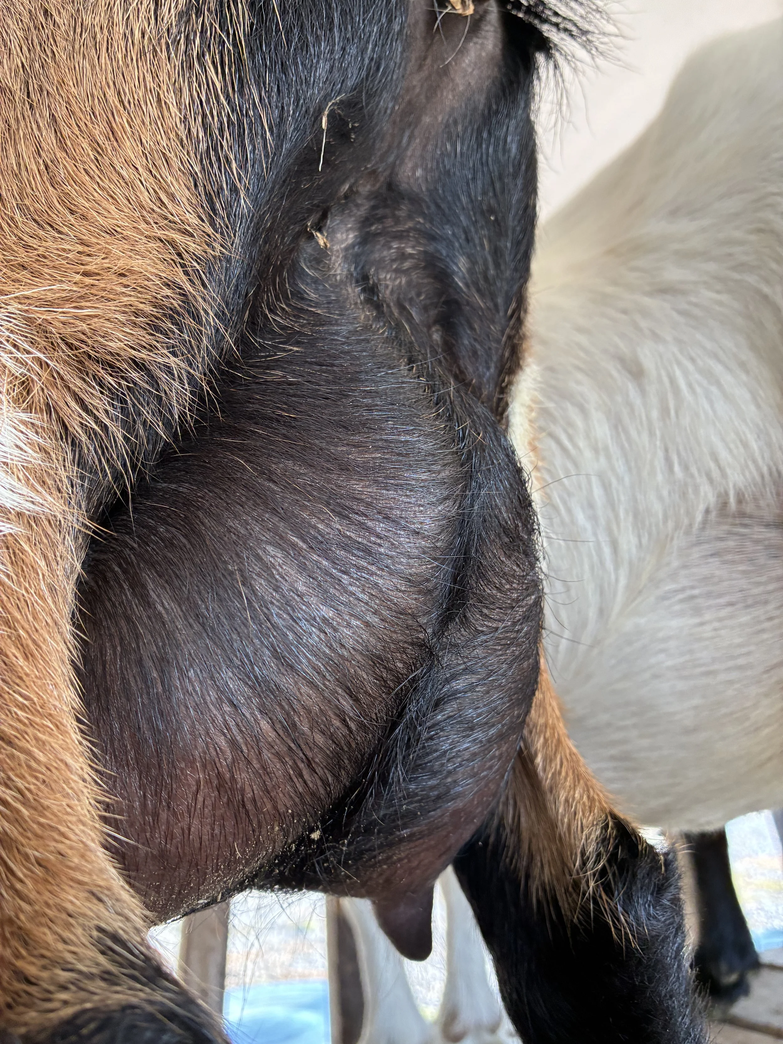 Darling (FF) photo taken 09/03/2025, freshened 06/09/2025