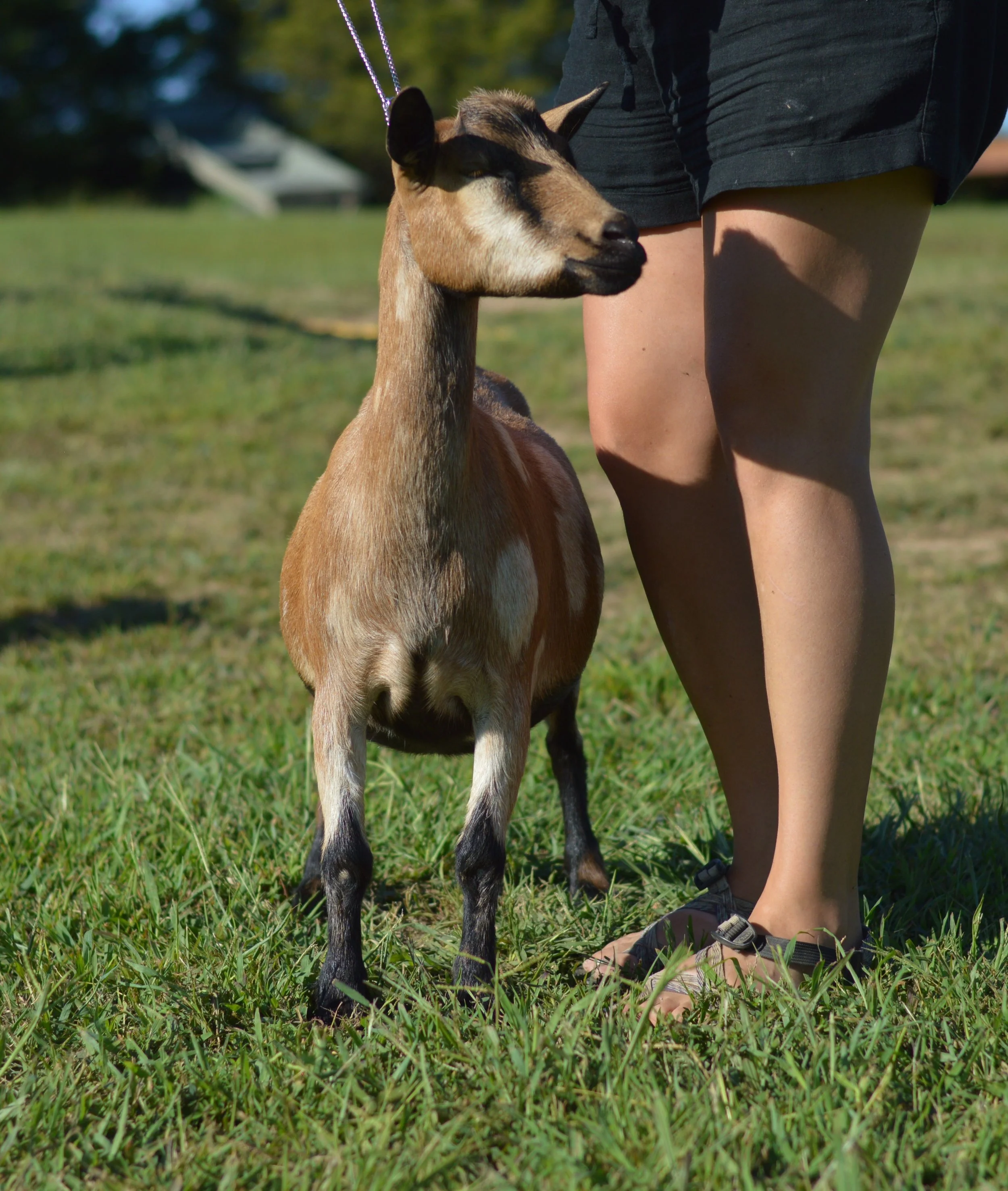 Alba, photo taken 09/19/2022