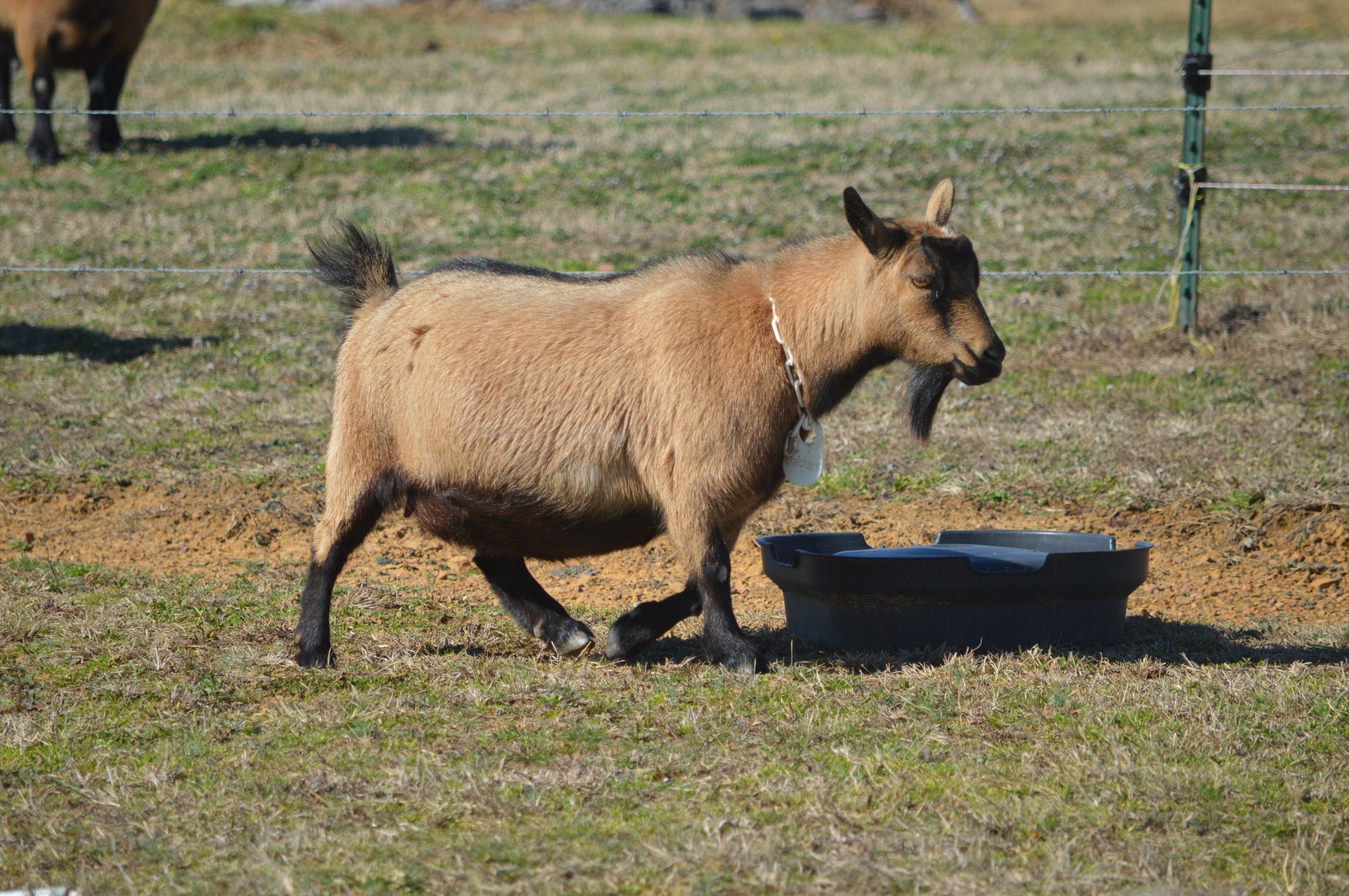 Checkers pictured 2/12/26