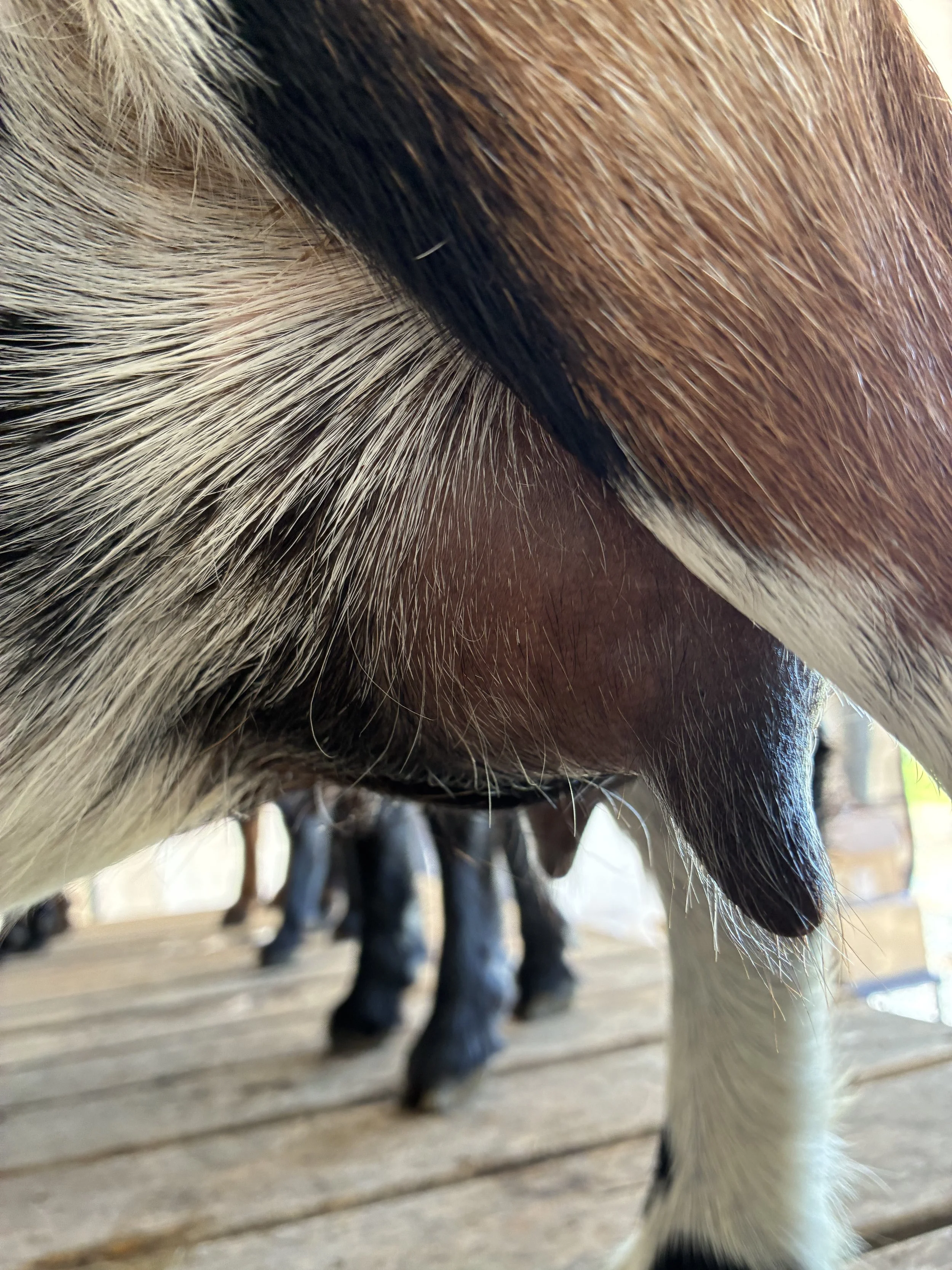 Abilene (2F) pictured 7/16/25