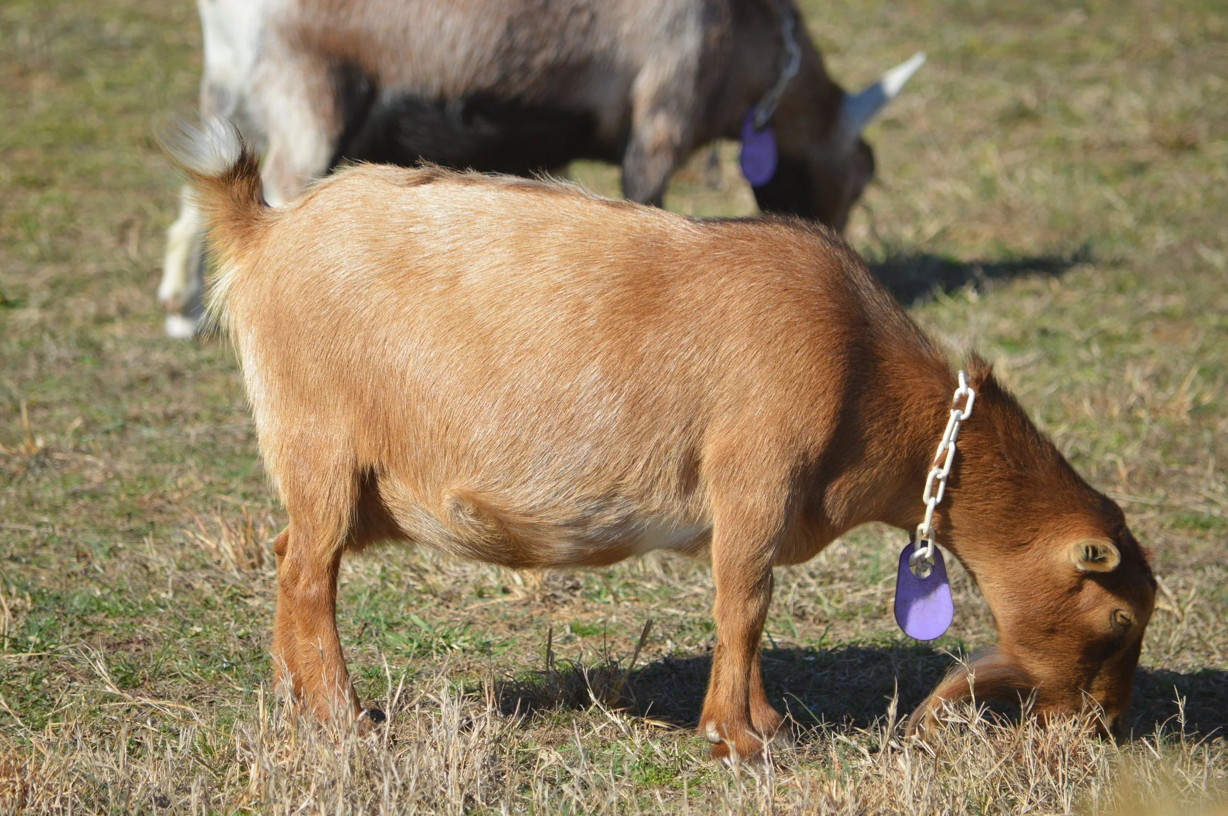 Chatter pictured 2/12/26