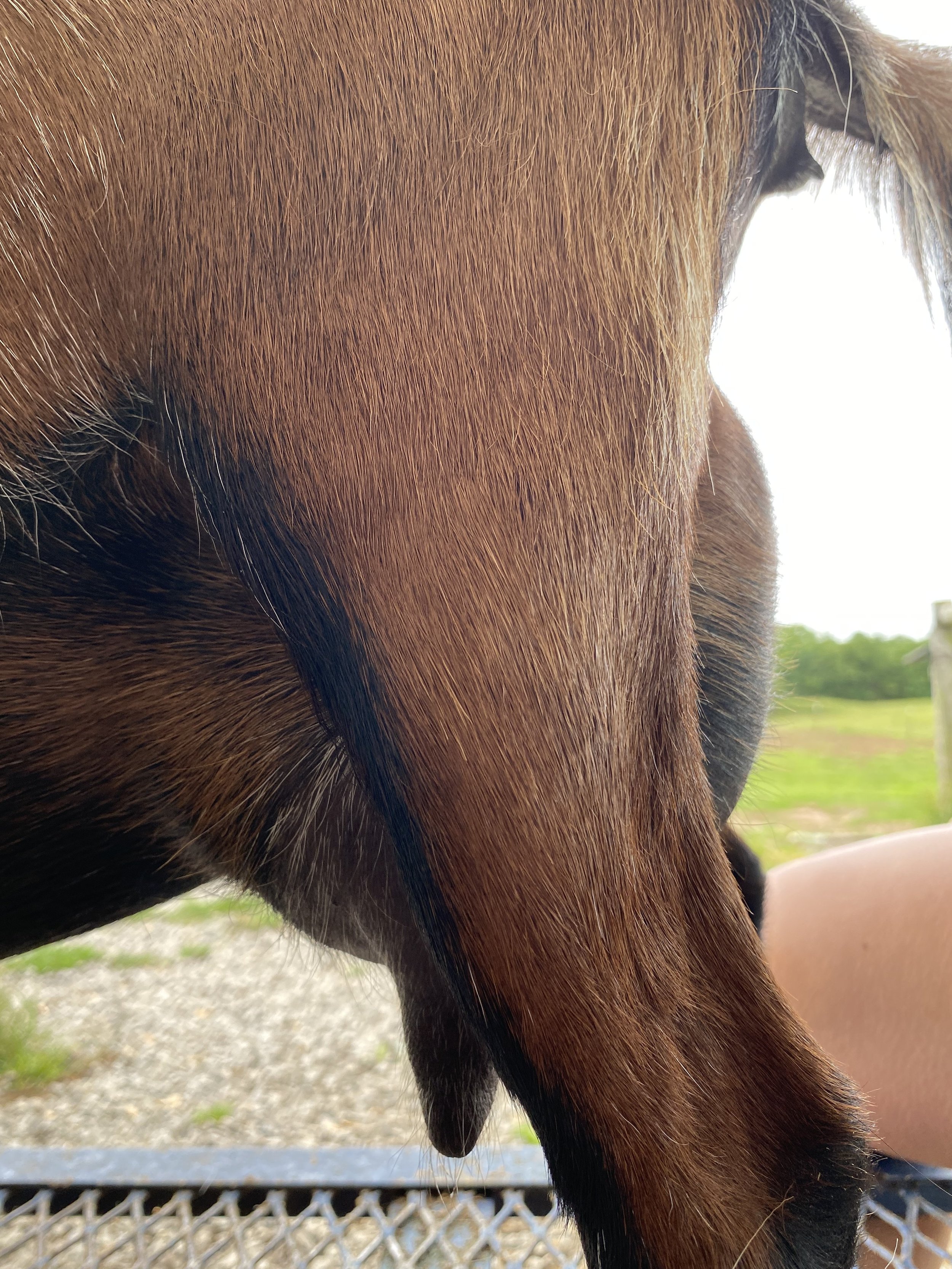 Lou (2F) pictured 5/20/25