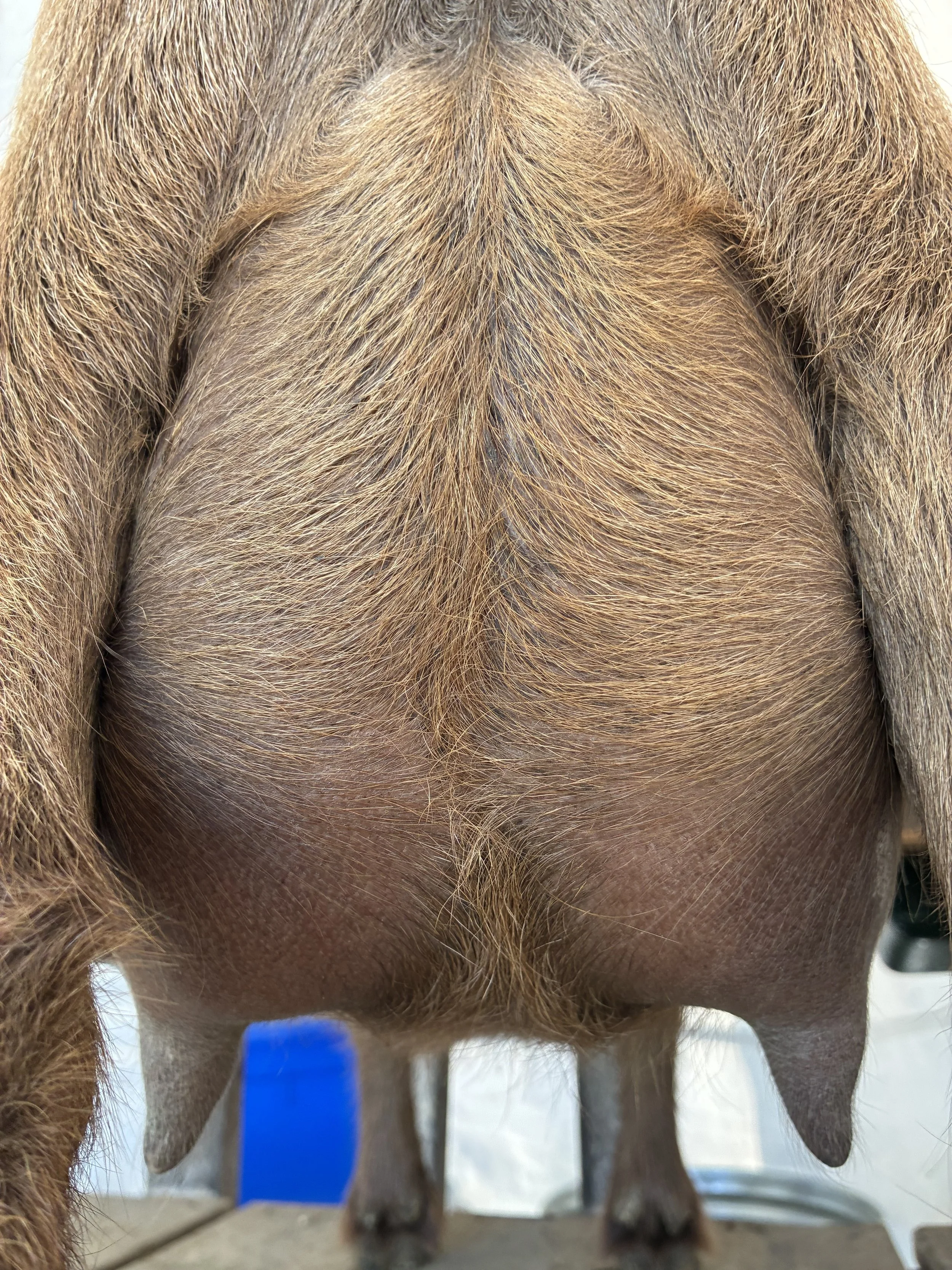 Luna (3F) pictured 7/30/25