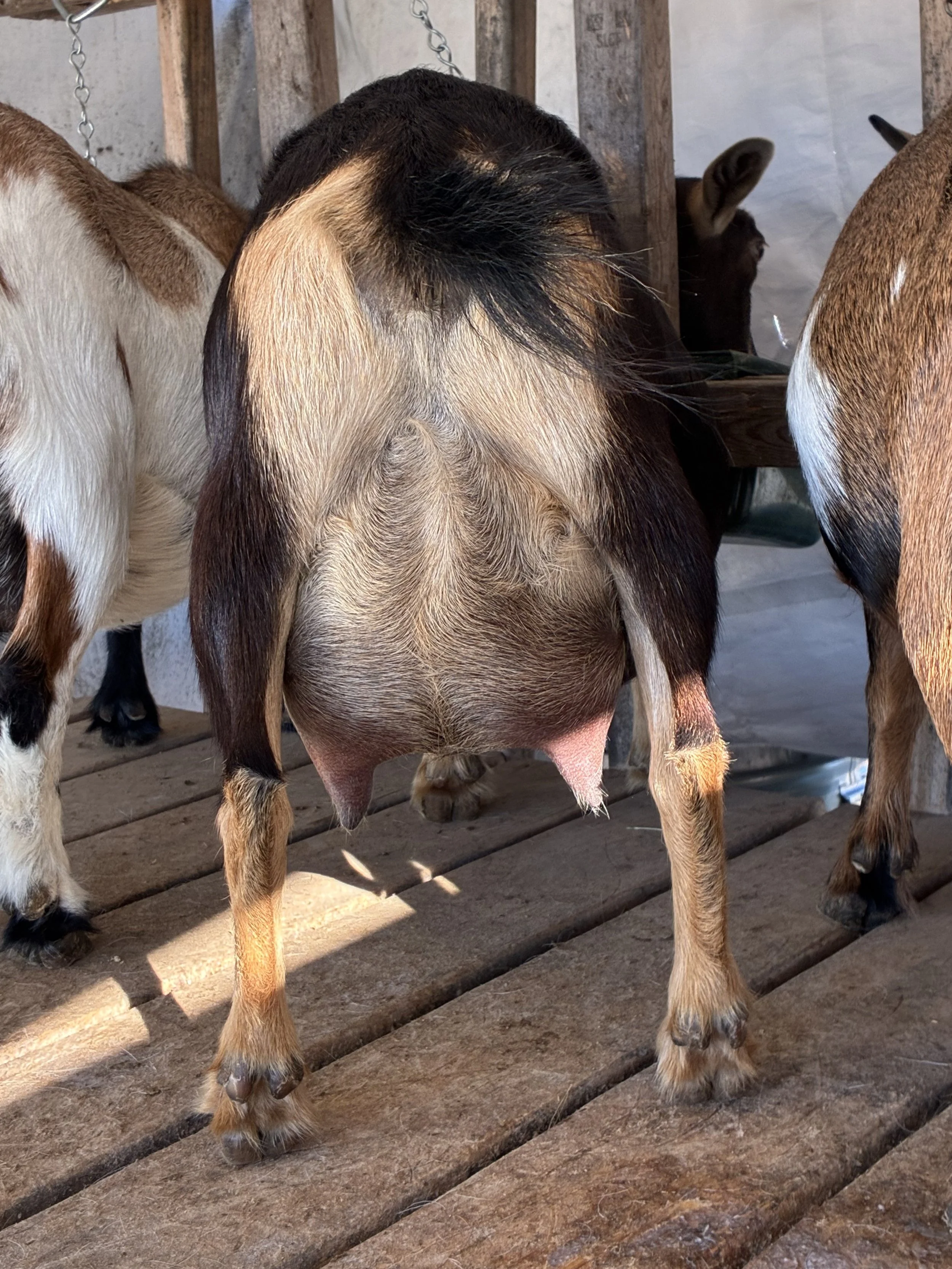 Chunky (2F) pictured 10/19/25