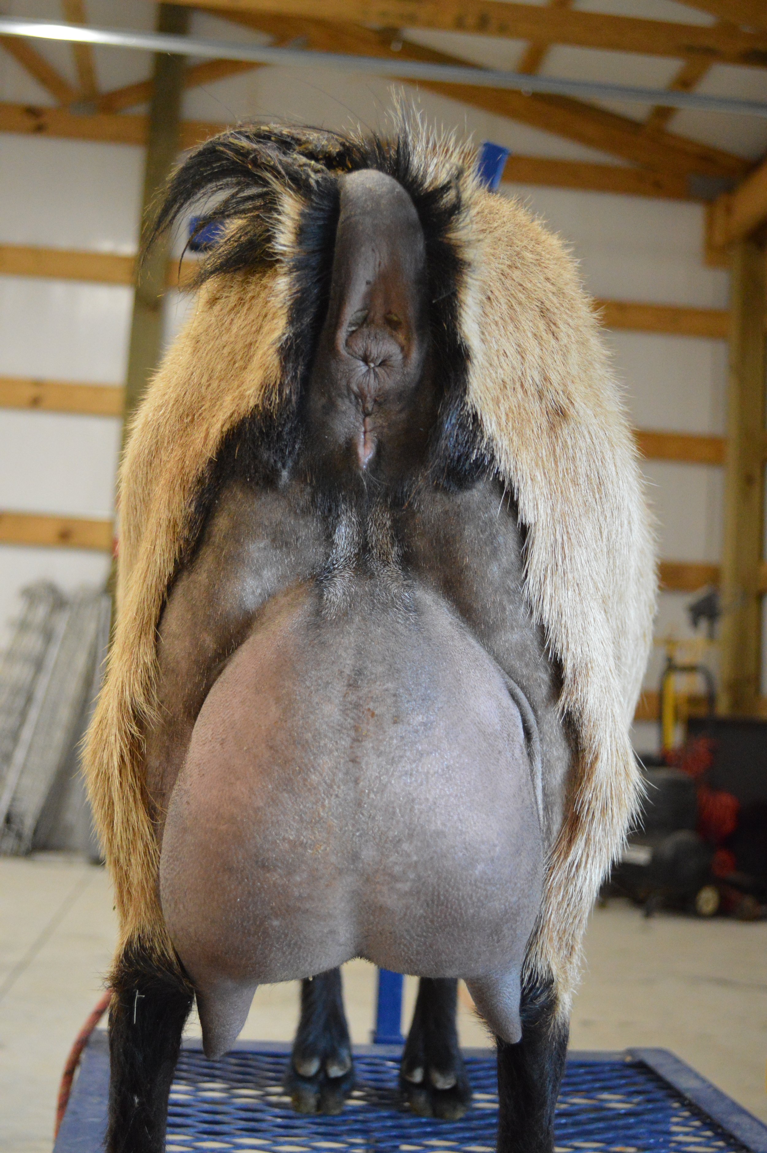 Miss Me's 4th or 5th freshening, photo taken 03/28/2022 (freshened 03/15/2022)