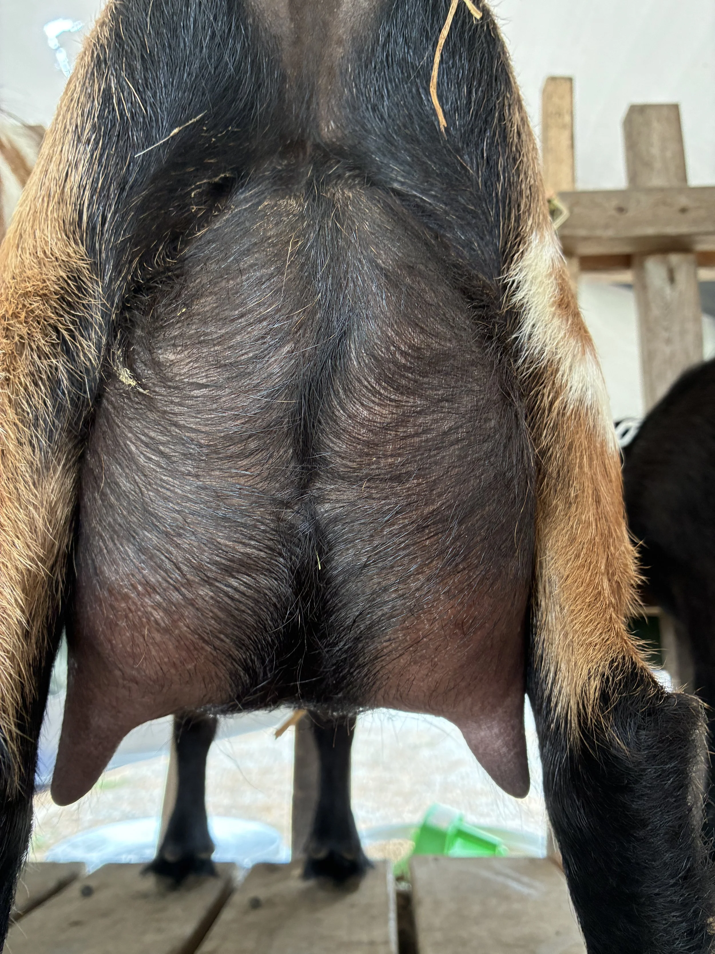 Darling (FF) photo taken 09/04/2025, freshened 06/09/2025