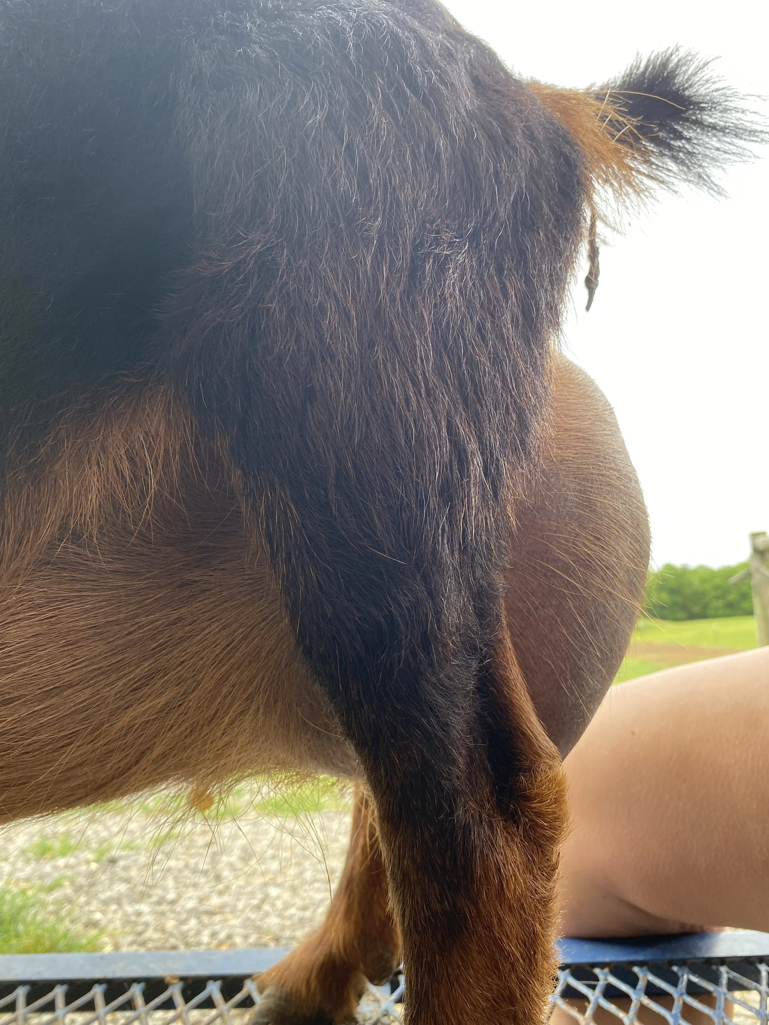 Chandelier pictured 5/1/2025 at 8 years old